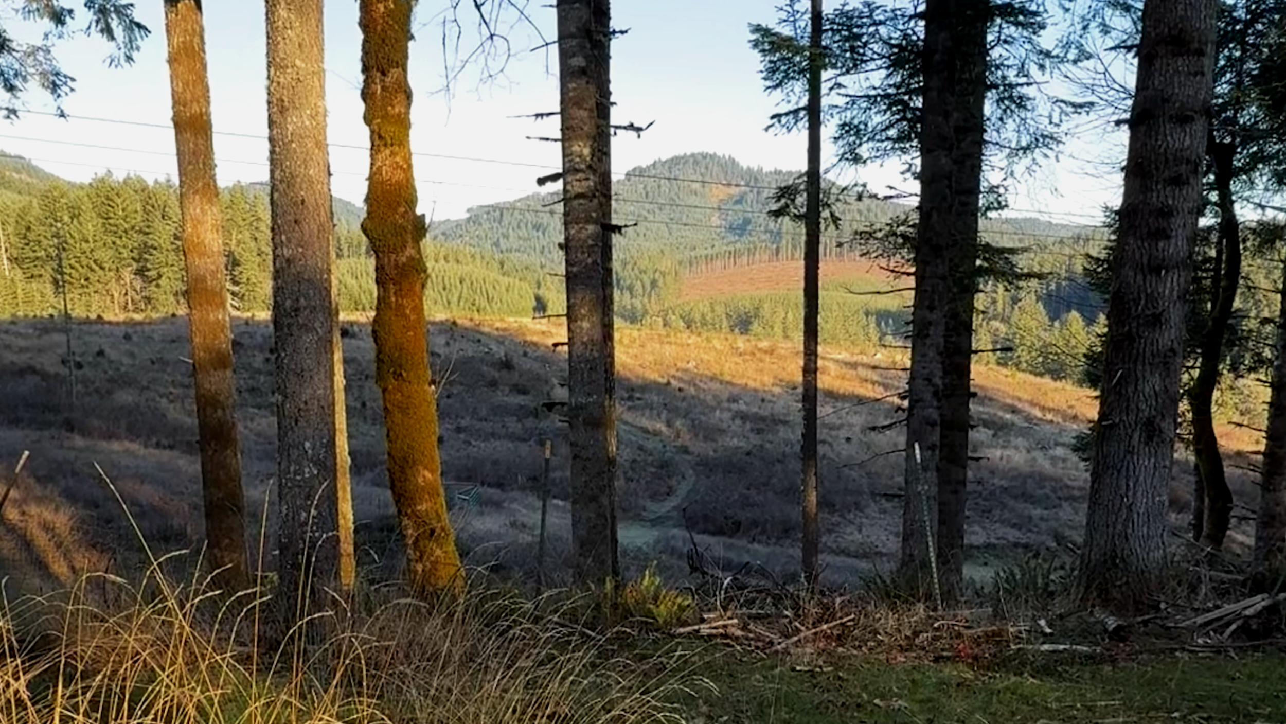 Tall pine trees in a forest with mountains in the background.