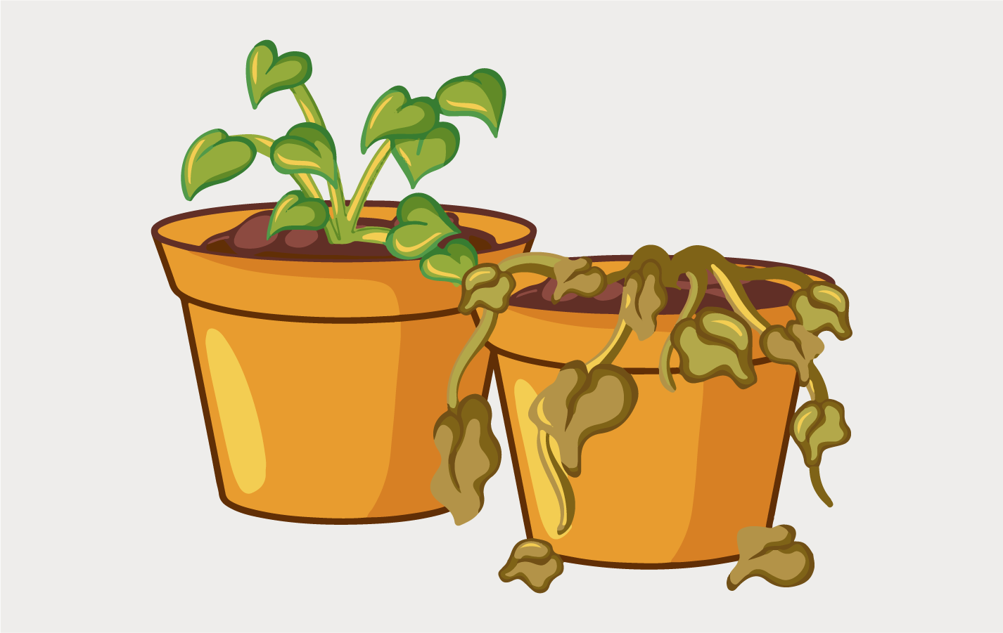 Watered Plants.png