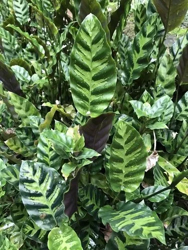 Calathea White Fusion