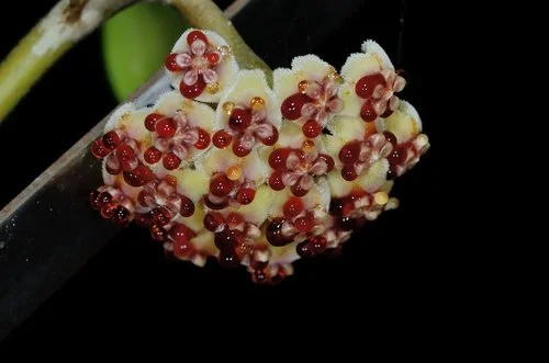 Hoya Kerri
