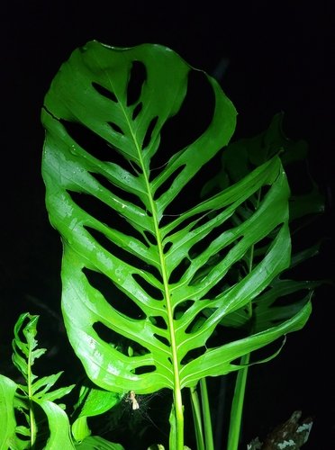 Monstera Adansonii Mint