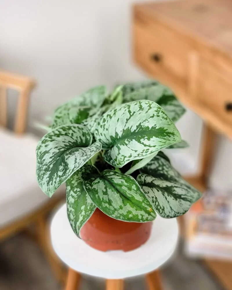 Silver-Satin-Pothos-Main-800x1000.webp