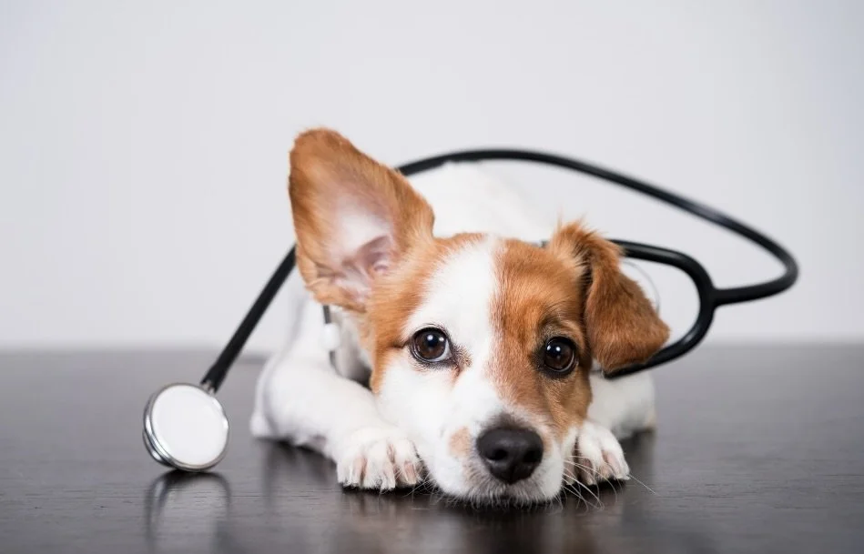 A dog with a stethoscope around its neck lying on a flat surface.