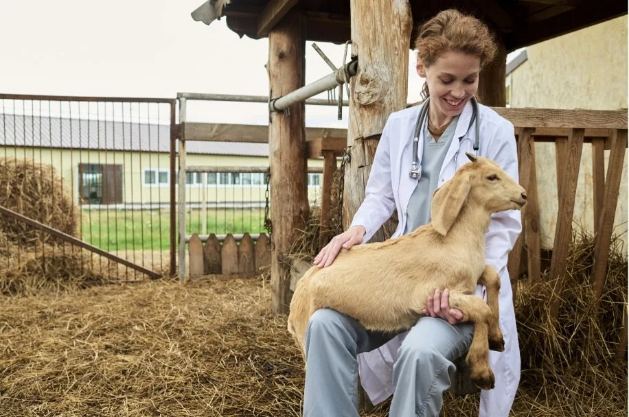 Veterinarian in white coat examining a young goat in a barnyard with hay and farm buildings in background.