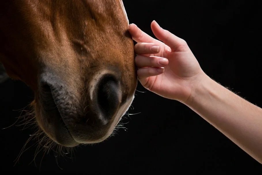 A human hand gently touching a horse's face near its nose against a black background.