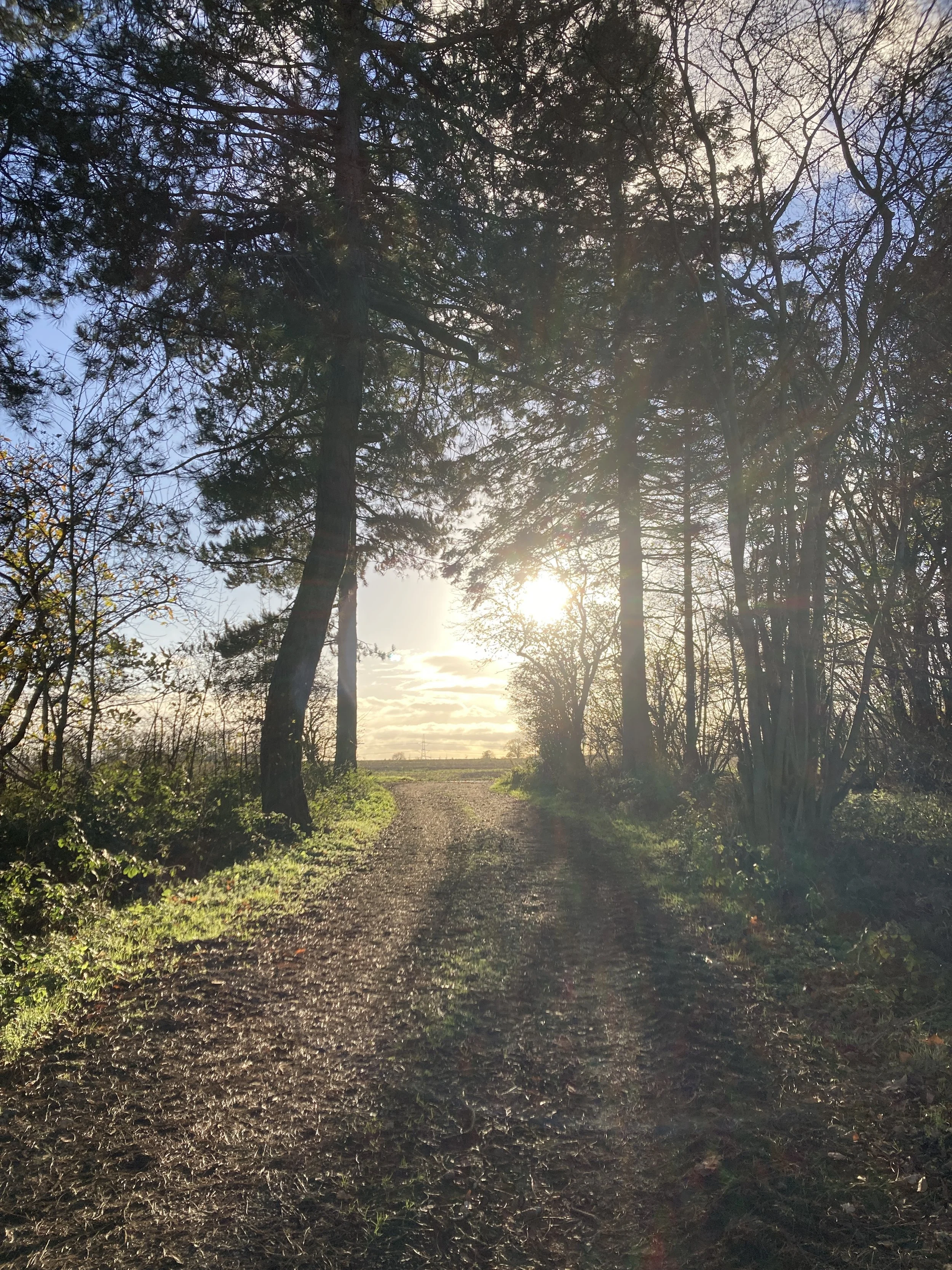 A dirt pathway through a wooded area with the sun shining through the trees, casting shadows on the ground.