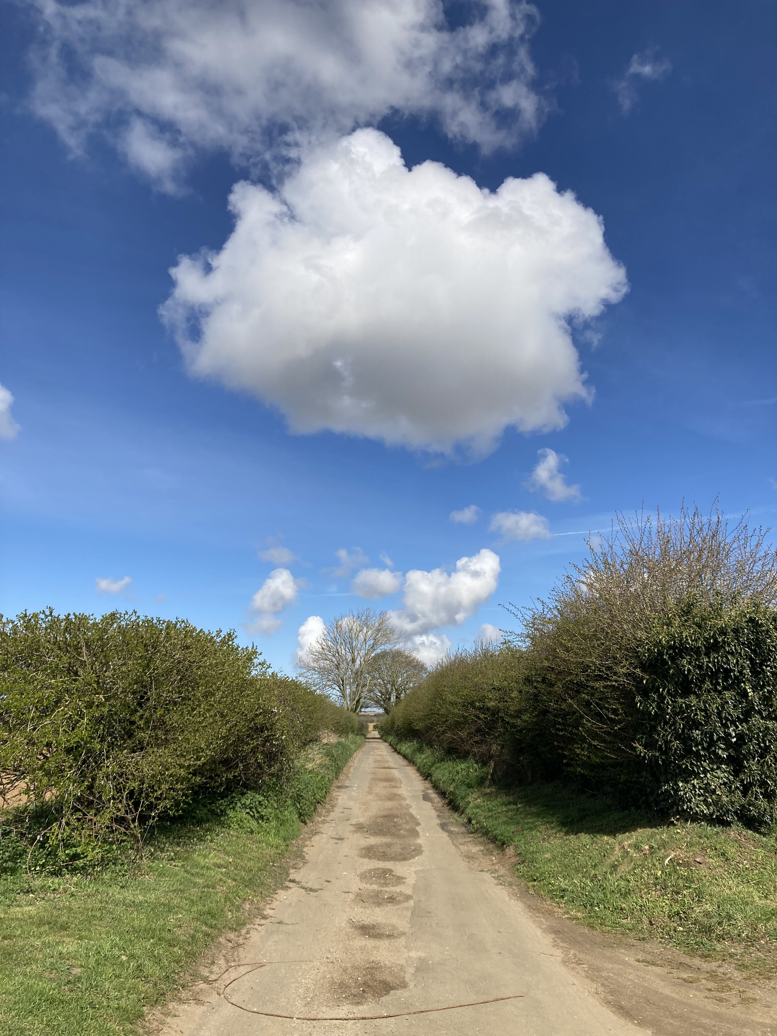 A dirt road flanked by green bushes and trees, with a large white cloud in a blue sky.
