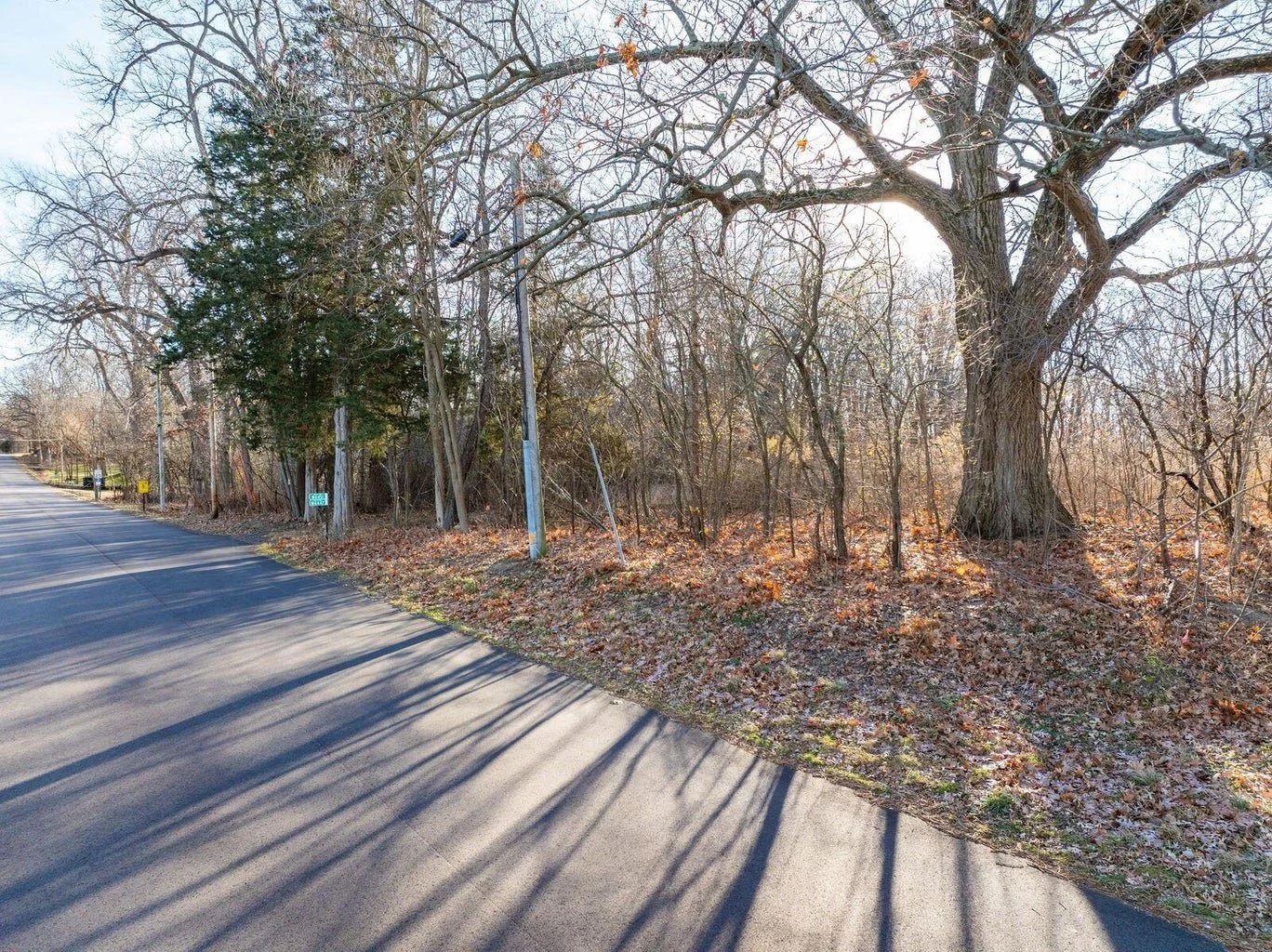 A street with a large leafless tree and other smaller trees and bushes on the side, sunlight shining through, with long shadows cast on the paved road.