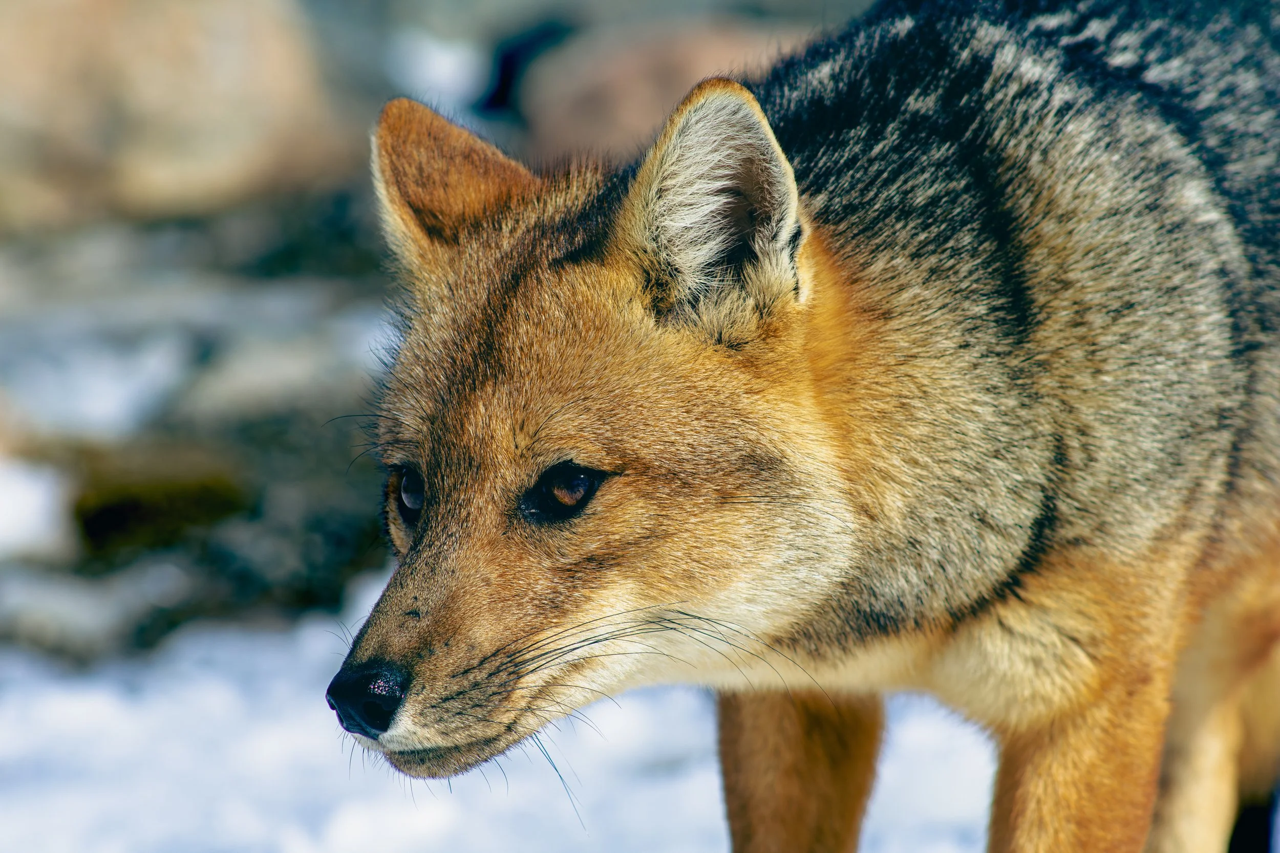 A close-up of a fox in a snowy environment.
