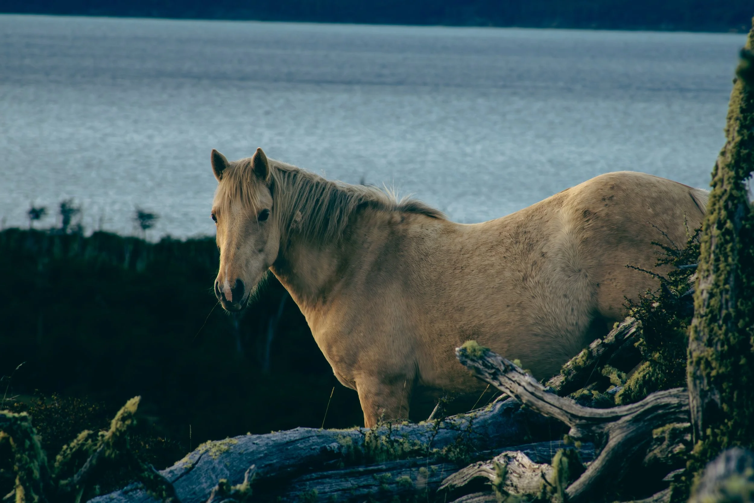 A light-colored horse standing near a body of water with trees and moss-covered logs in the foreground.