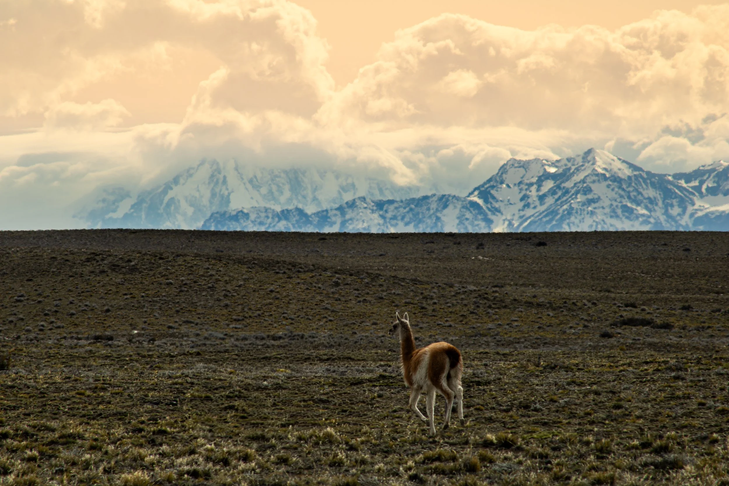A llama standing on a grassy plain with snow-capped mountains in the background under a partly cloudy sky.