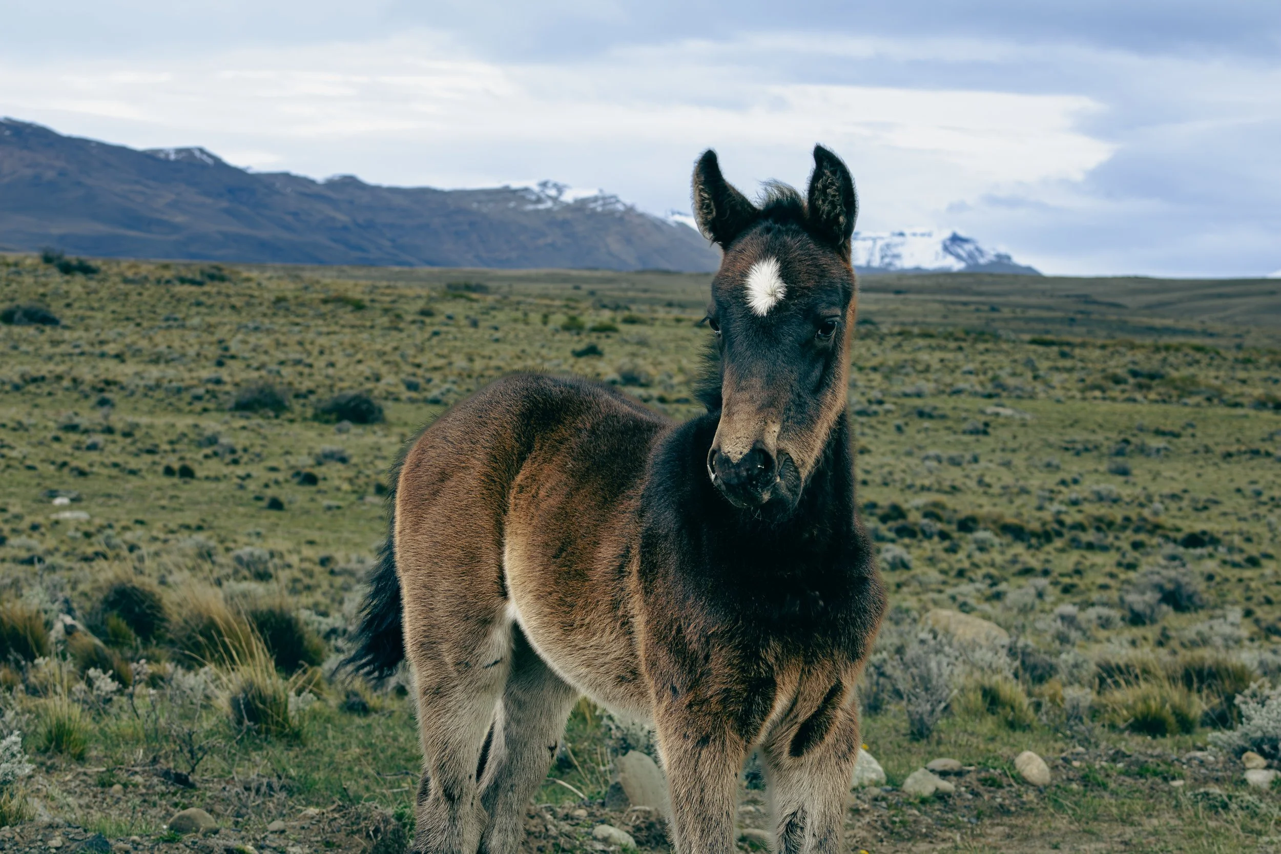 Young foal standing in a grassy, mountainous landscape with snow-capped peaks in the background.