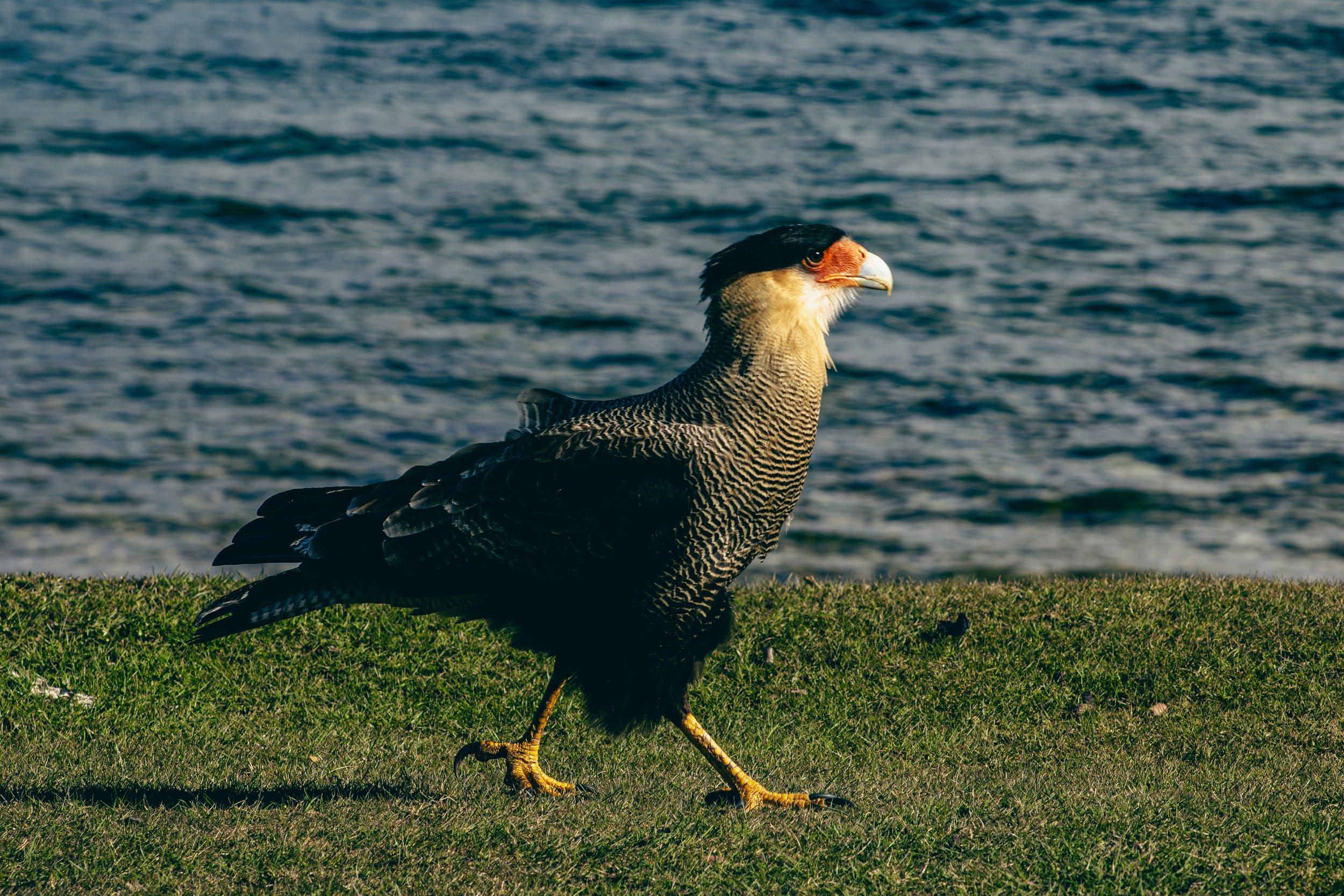 A bird of prey standing on a grassy area near a body of water.