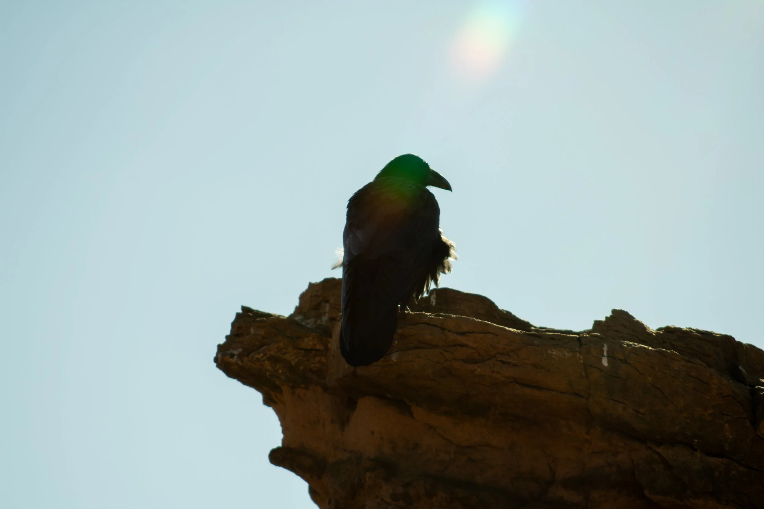 Silhouette of a bird perched on a rock against a pale sky, with sunlight creating a halo around it.