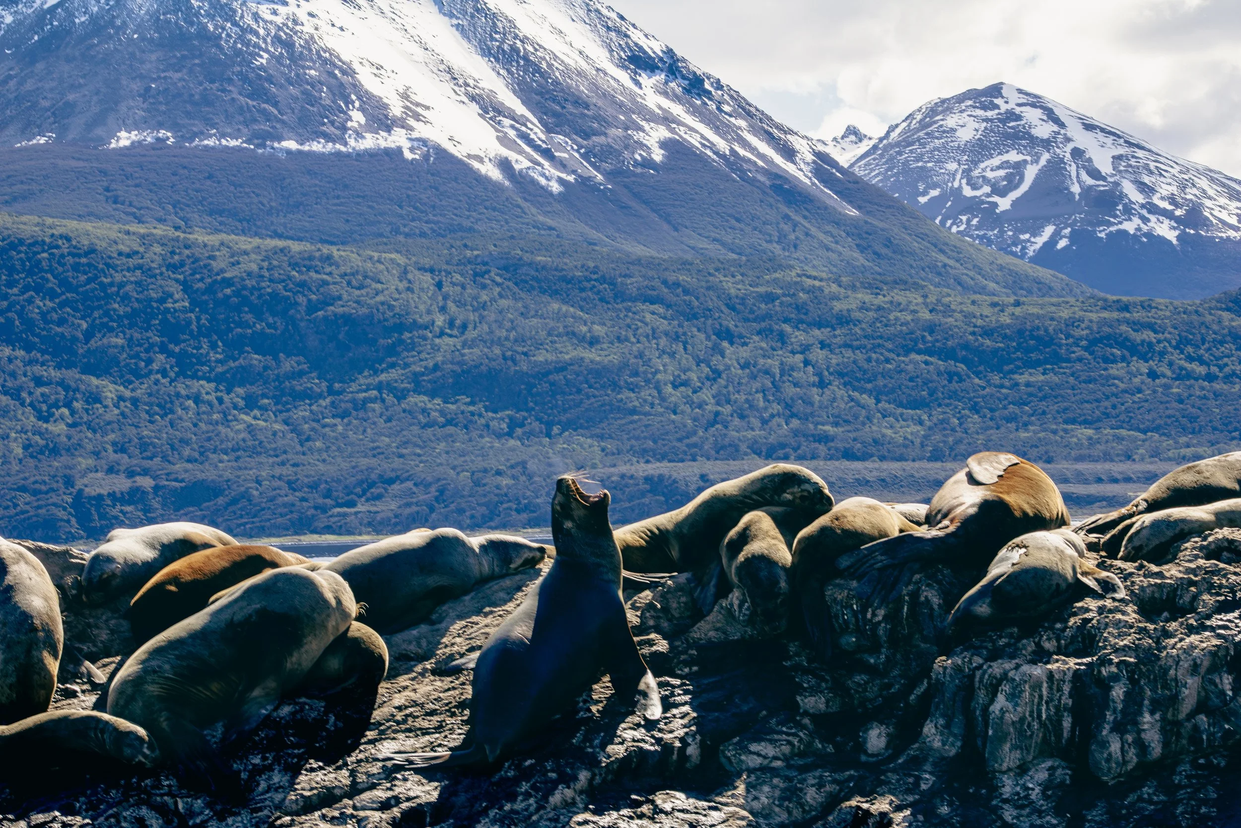 Sea lions resting on rocks with snow-capped mountains and forests in the background.