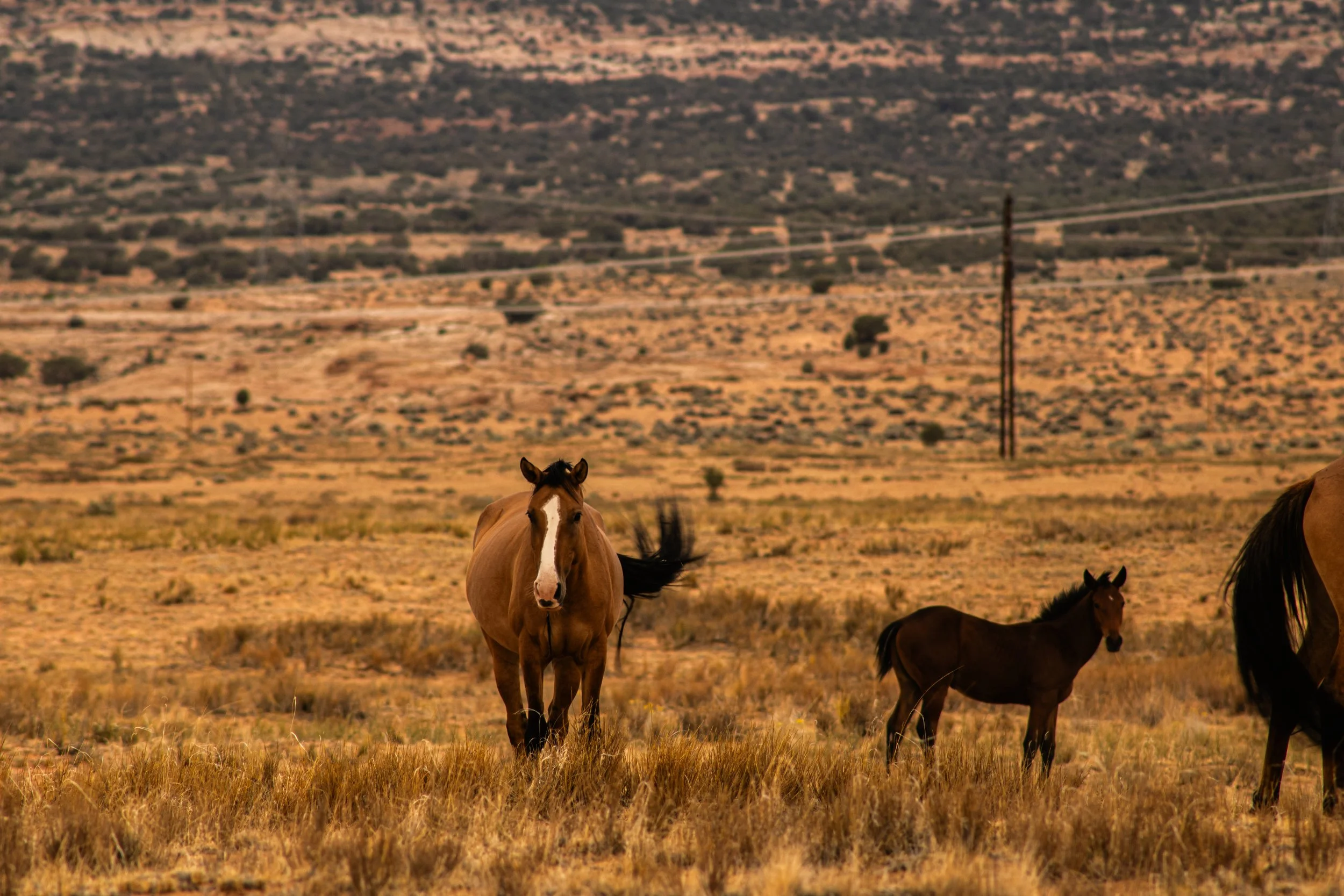 A group of horses standing in a dry, grassy field with a hilly landscape in the background.