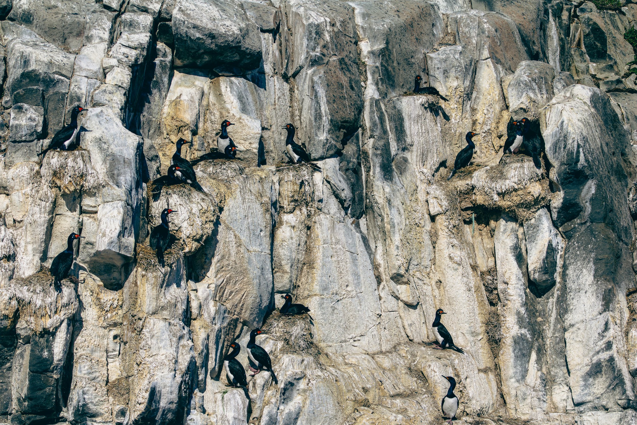 A group of black and white seabirds with red spotting on their beaks perched on rocky cliffs.
