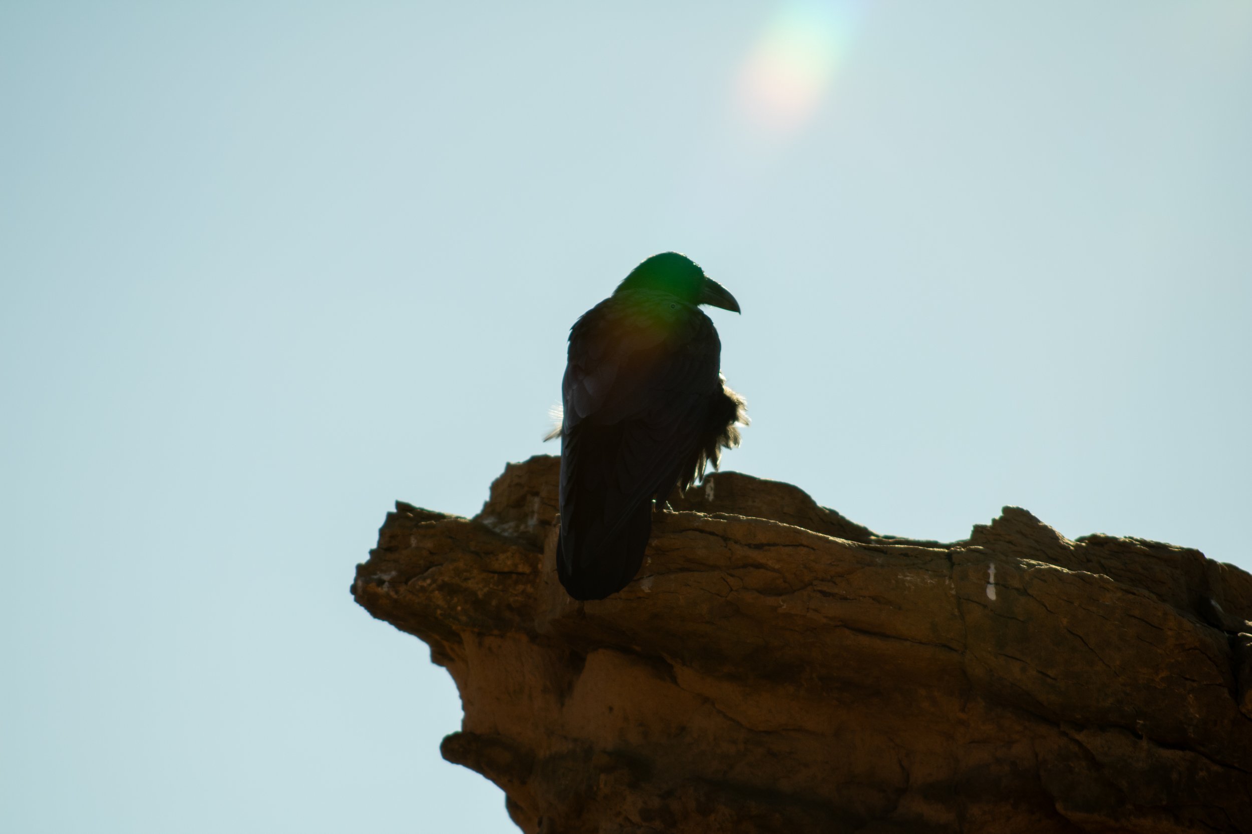 A dark-colored bird perched on a rocky outcrop with a bright sky and a sun glare in the background.