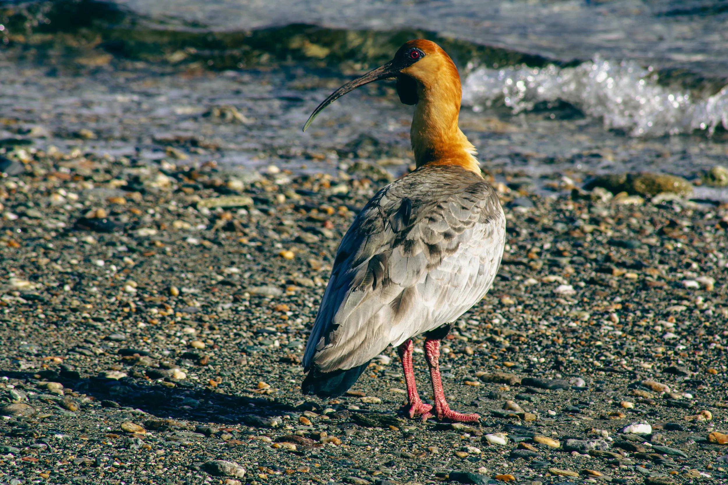 A brown and gray bird with a long, curved beak standing on a pebbled beach near the water.