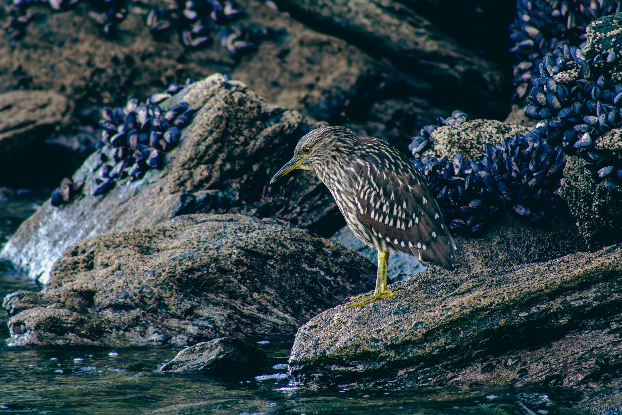 A bird standing on rocks near water, with barnacles and other marine growth on the rocks.