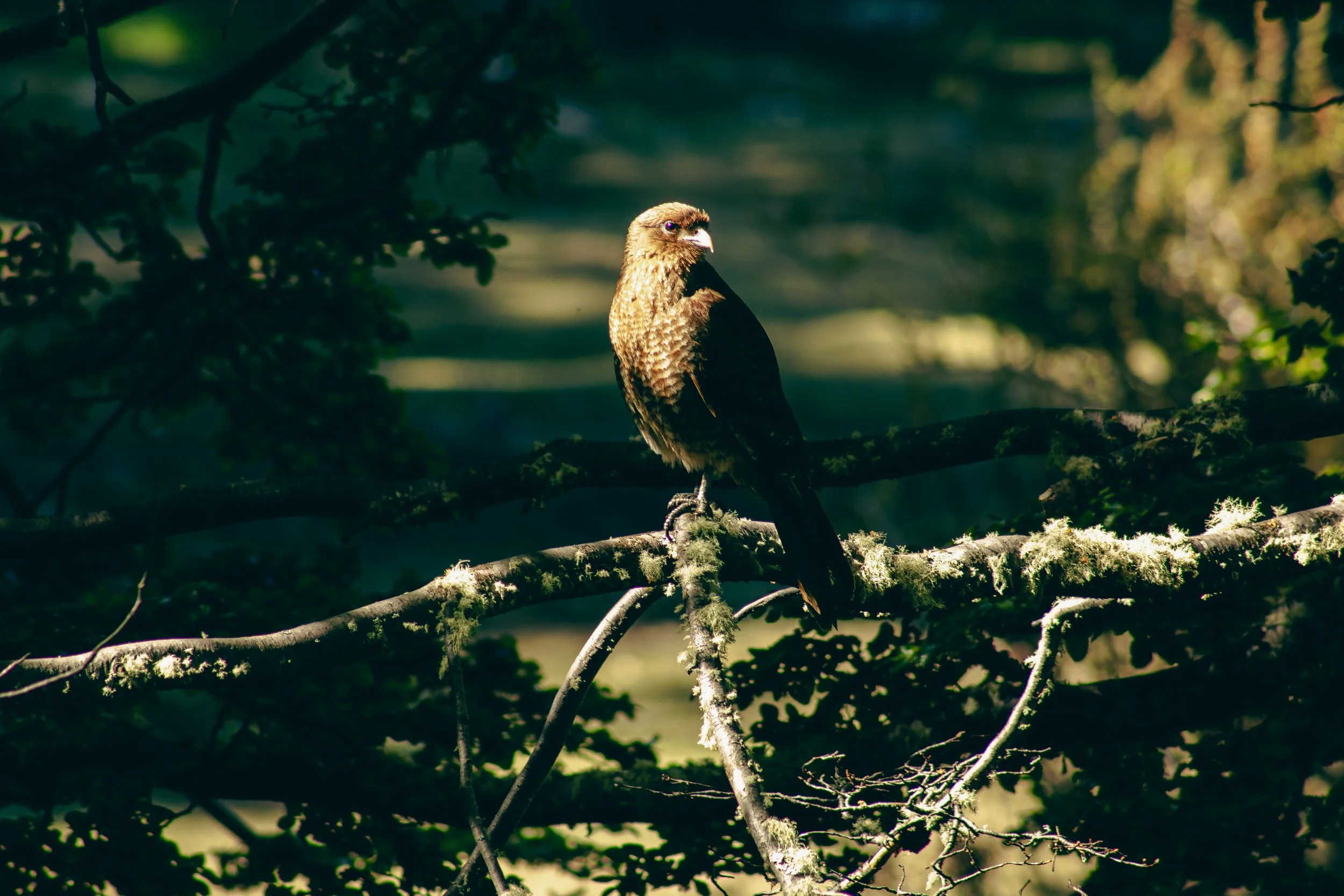 A bird perched on a tree branch in a forest during daylight. The bird has brown feathers and appears to be a bird of prey, such as a hawk or eagle, with a light-colored beak. The background is dark with hints of green foliage.