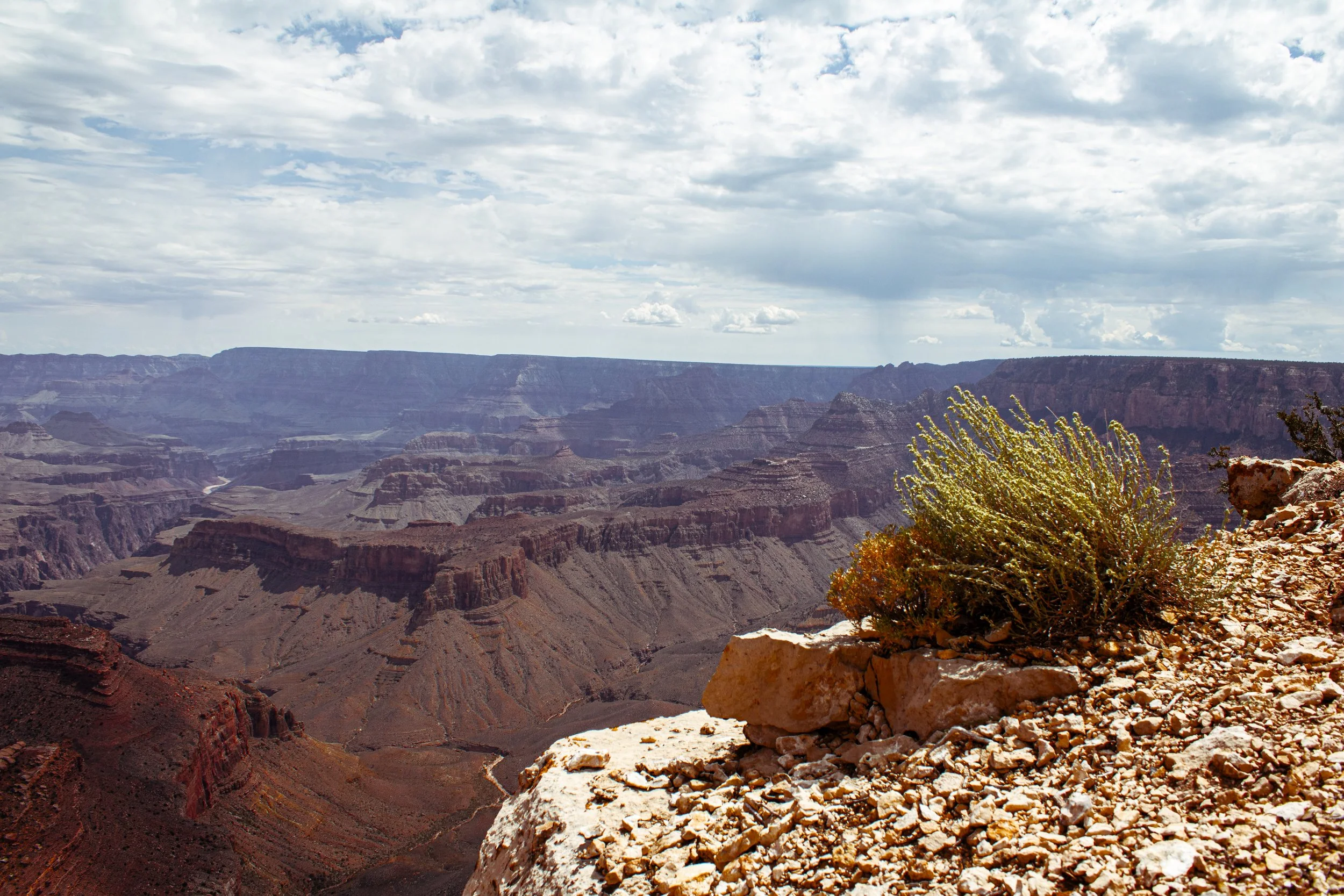 View of the Grand Canyon with a plant growing on rocky terrain in the foreground, cloudy sky above.