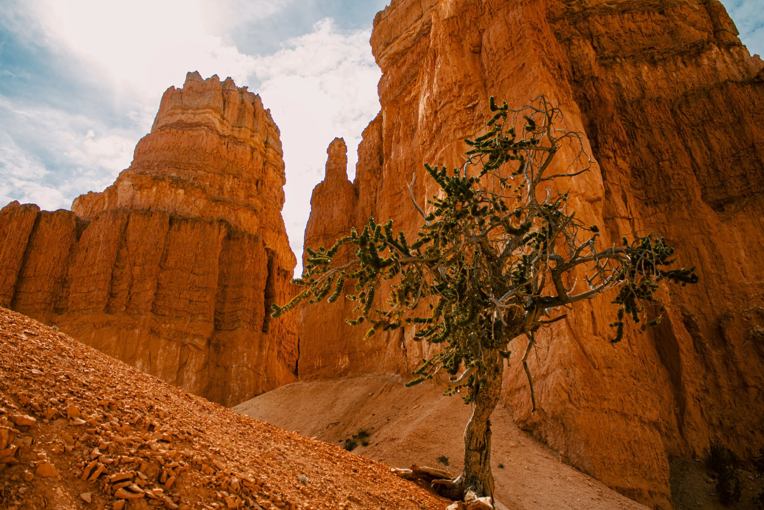 A desert landscape with a small green cactus tree in front of tall reddish-orange cliffs and a partly cloudy sky.