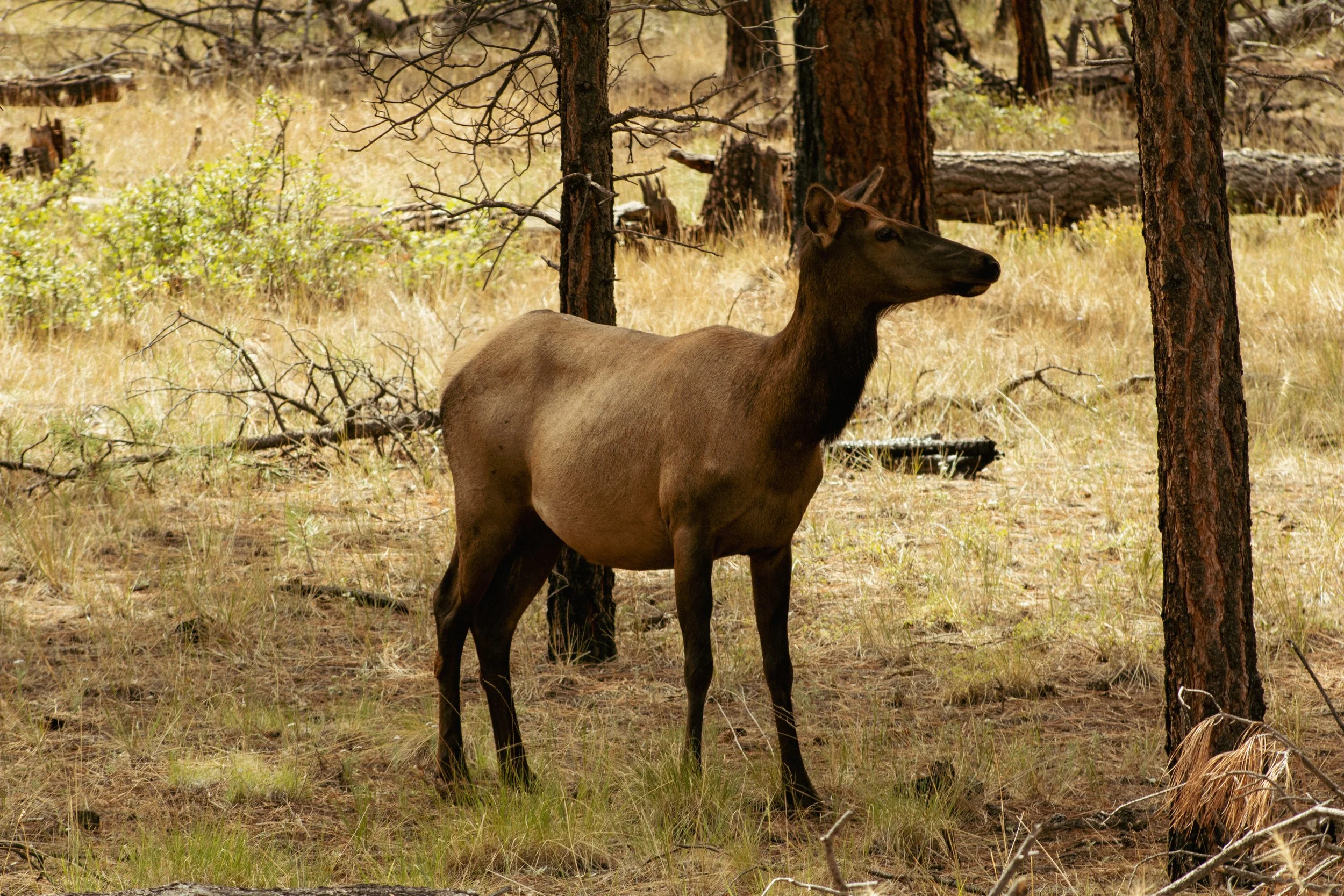 A moose standing among trees and grass in a forest, facing to the right.