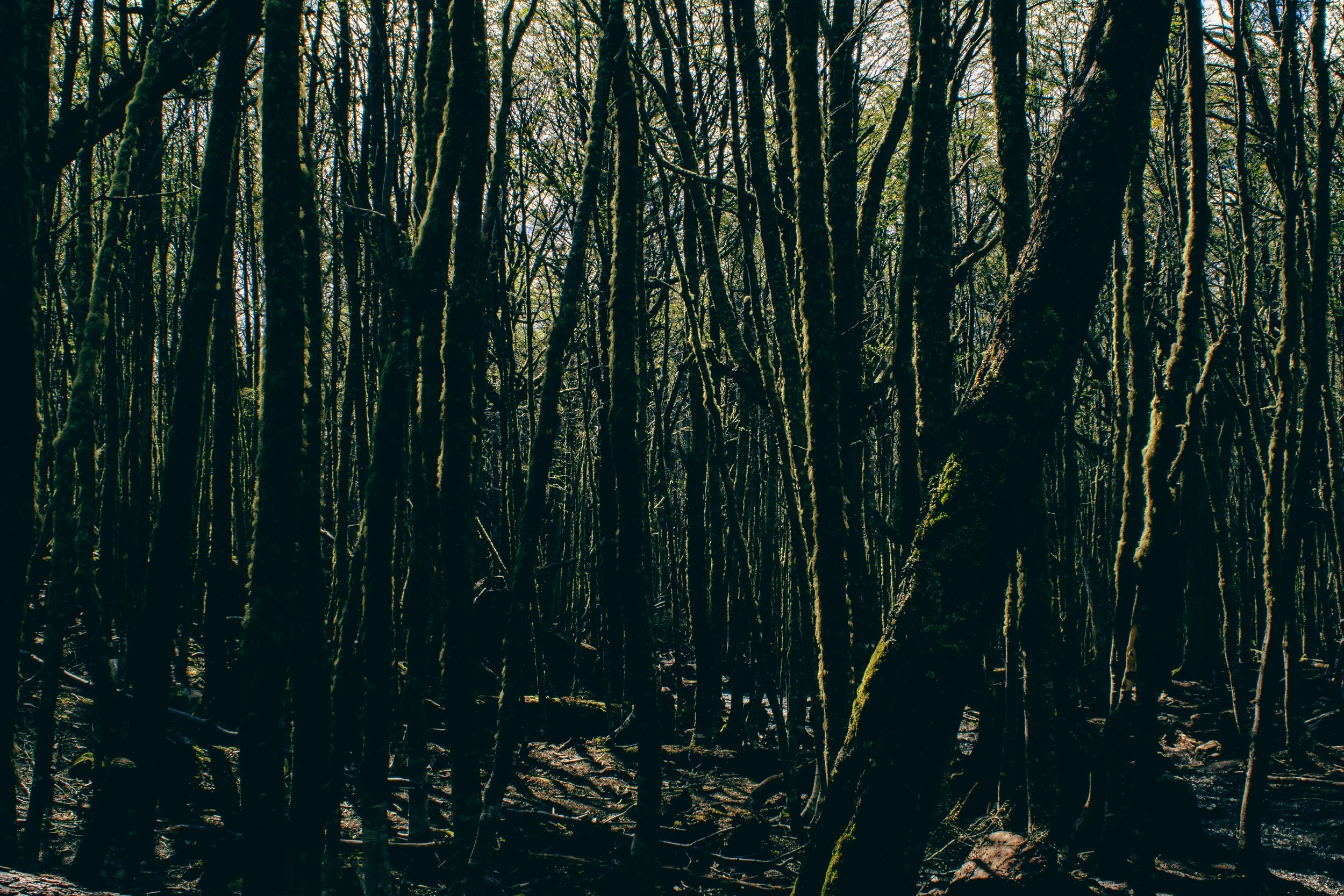 Dense forest with moss-covered trees and limited sunlight filtering through.