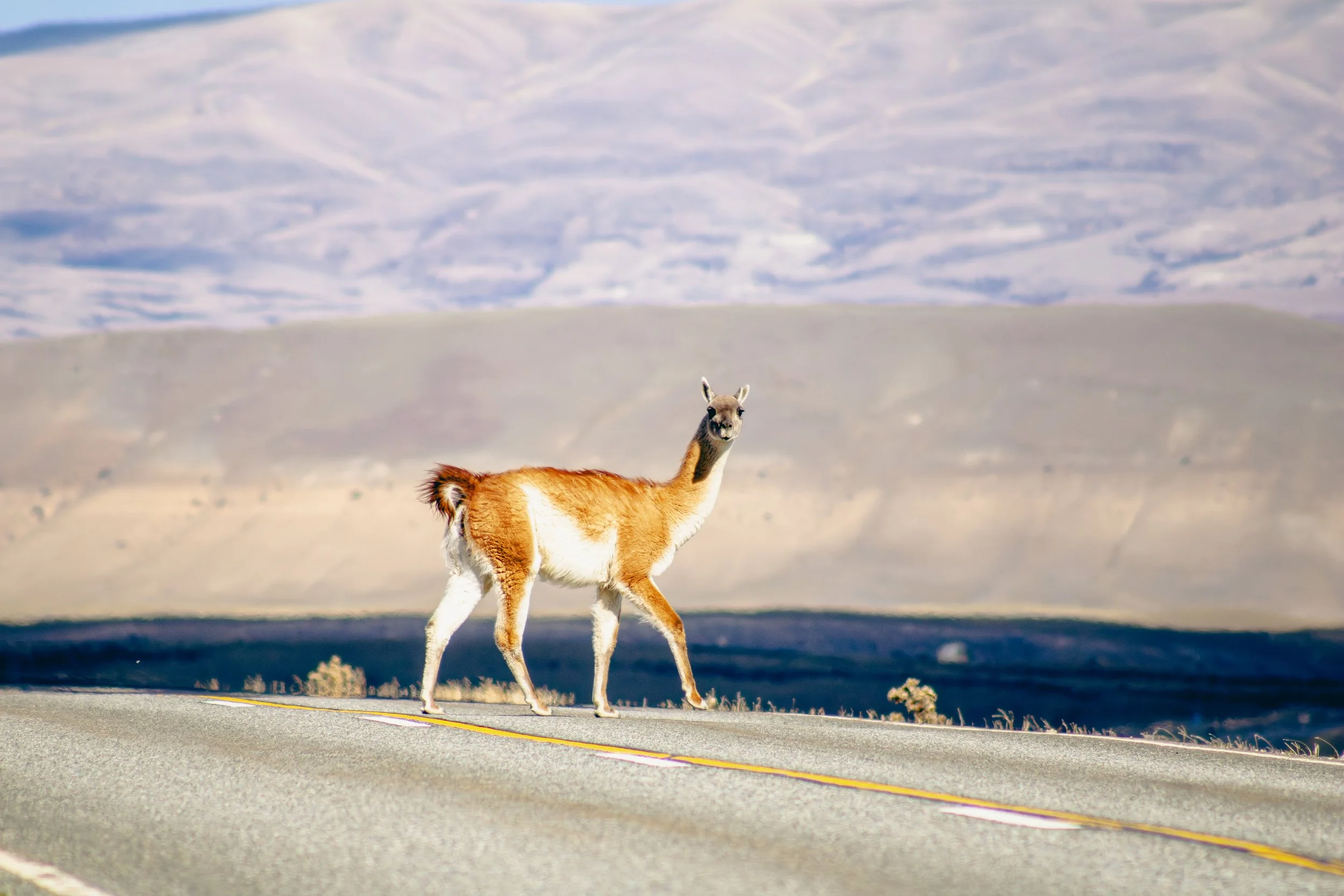 A llama walking across a paved road in a desert landscape with mountains in the background.