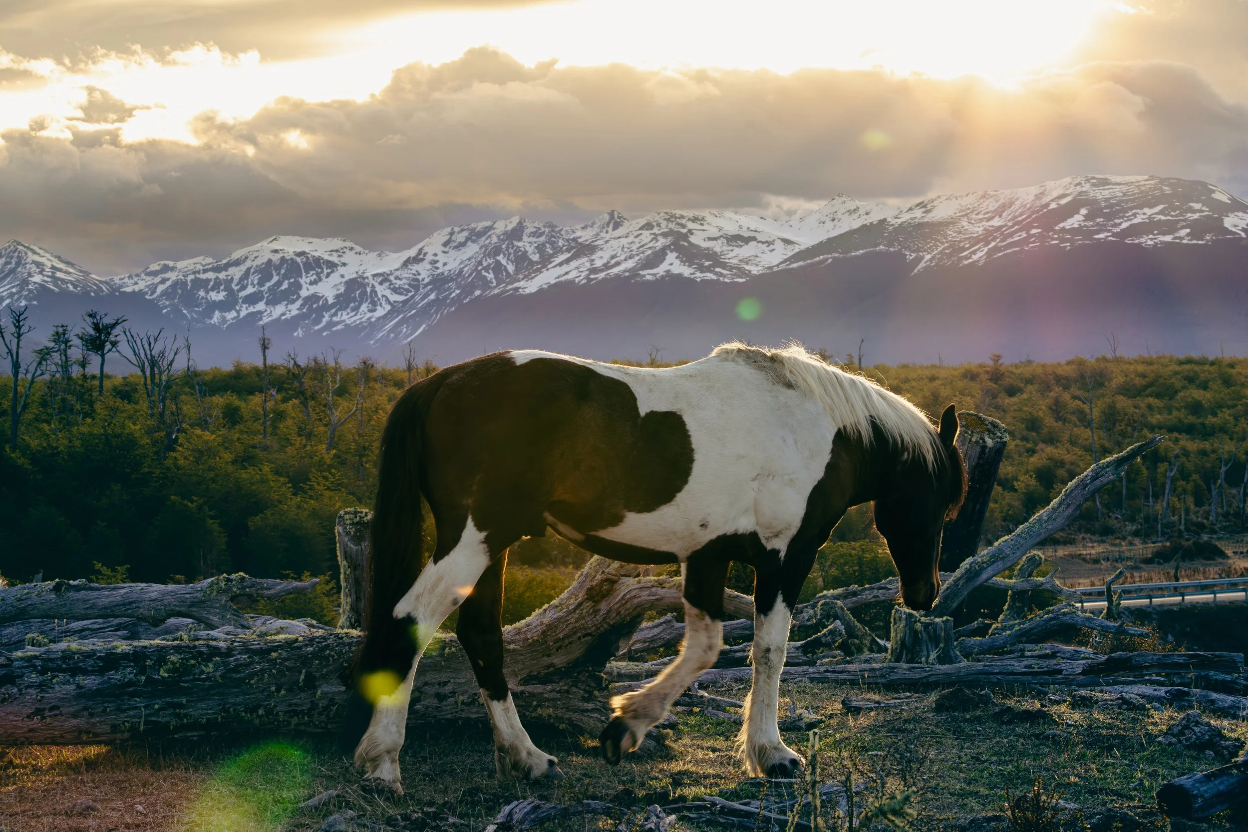 A black and white horse walking near fallen logs in a mountain landscape with snow-capped peaks and forest, under a cloudy sky with sunlight.