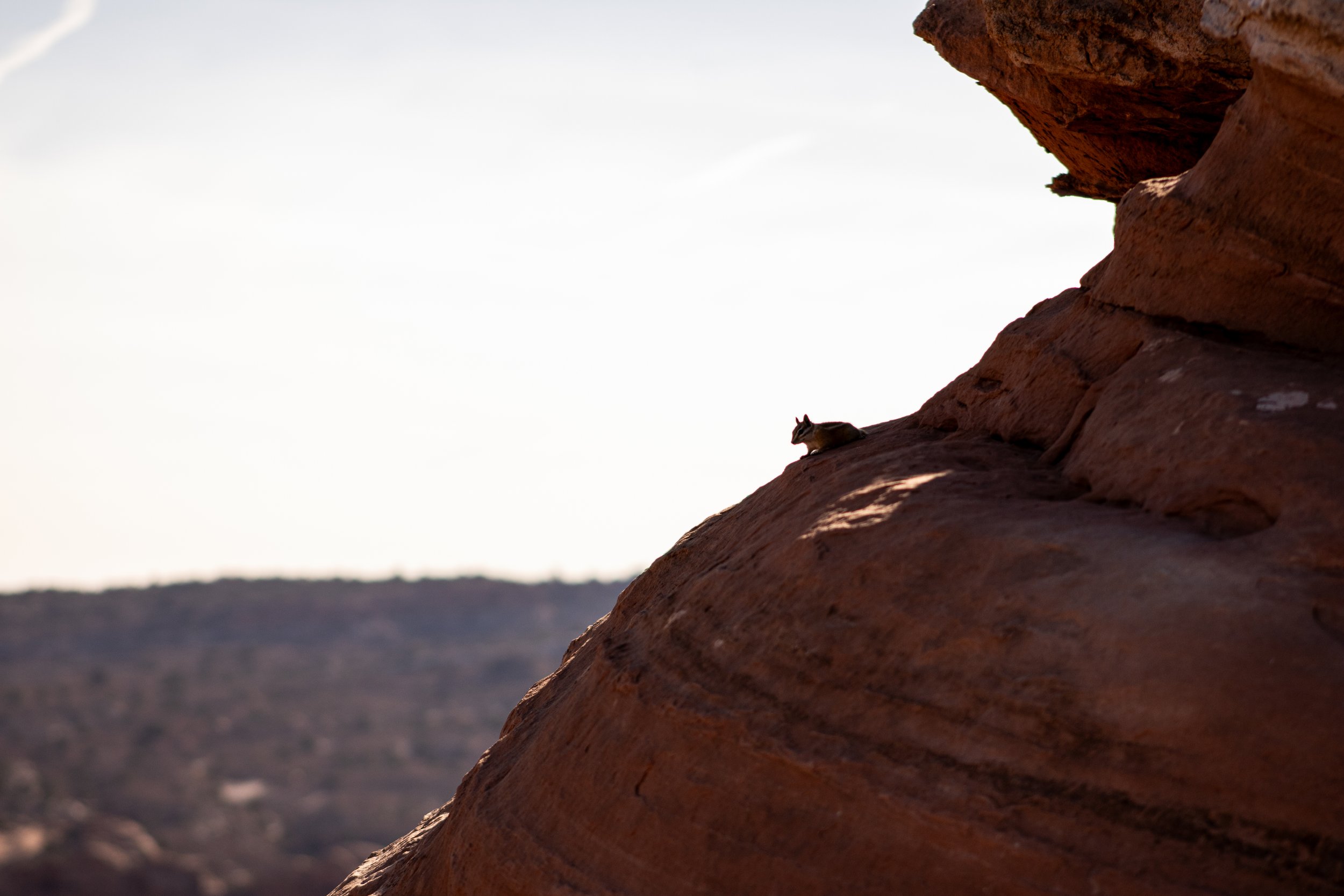 A chipmunk resting on a red rock formation in a desert landscape, with a distant horizon and a pale sky.