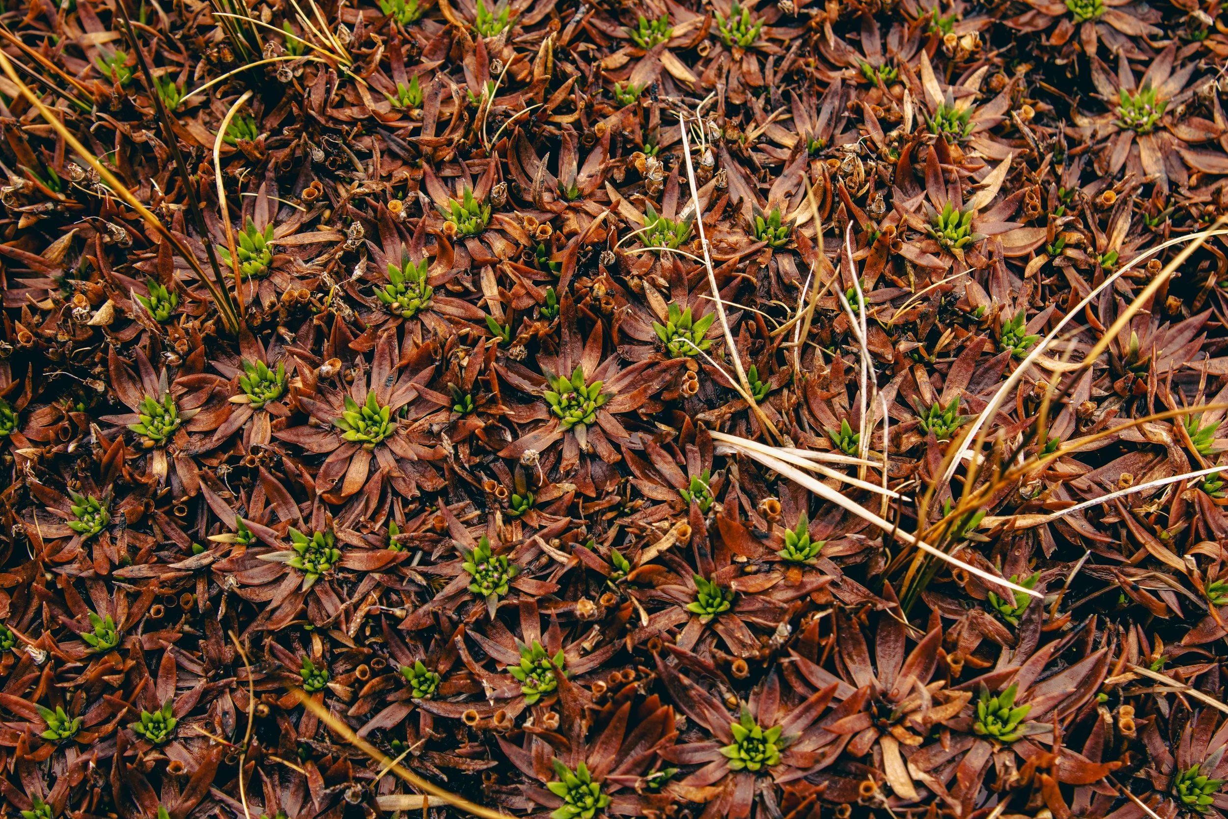 Close-up of dry brown leaves and small green plant shoots emerging from the ground.