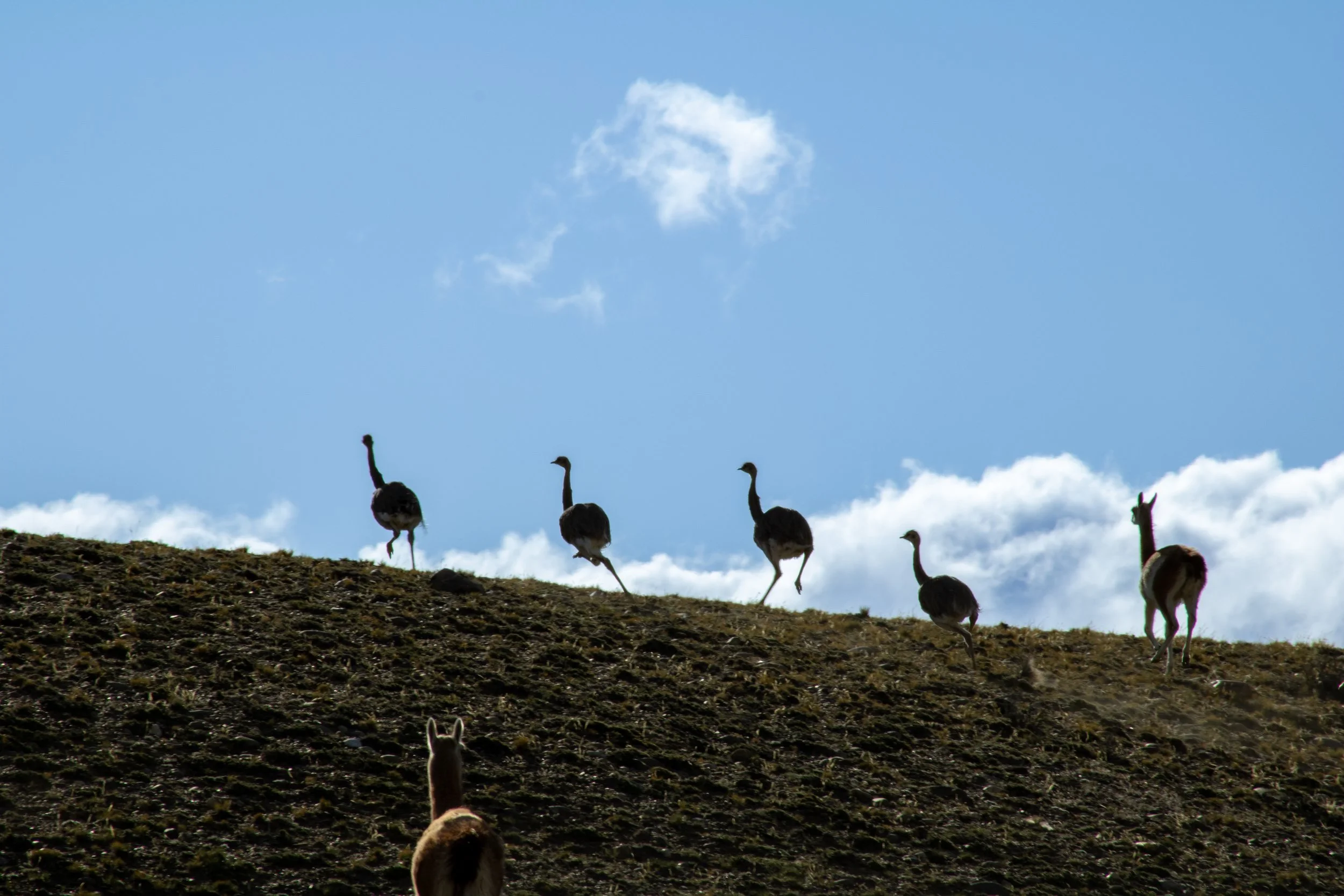 A herd of lesser rhea's walking on a hillside with a blue sky and white clouds in the background.
