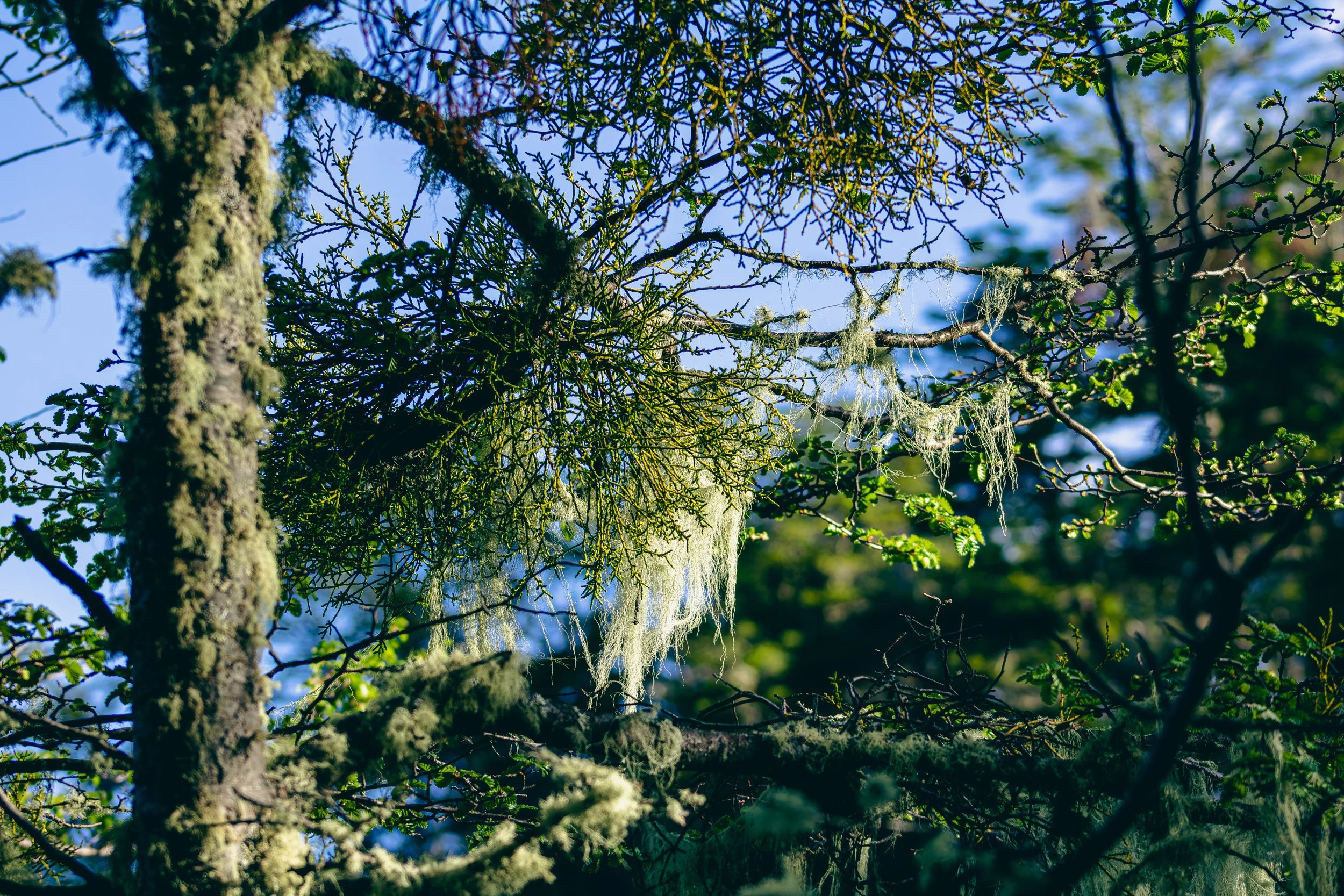 Close-up of moss and lichen hanging from the branches of a tree in a forest with blue sky visible through the leaves.