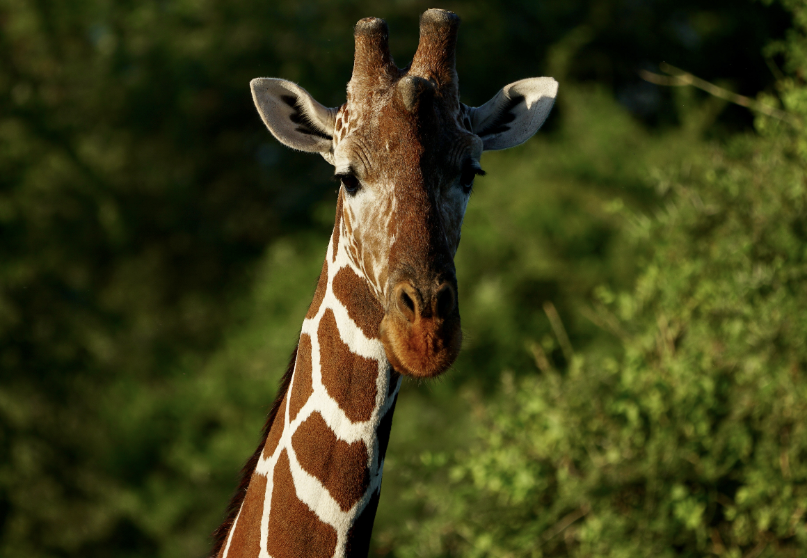 samburu2.png