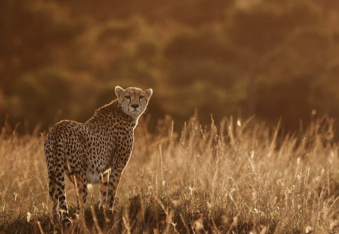 samburu1.png