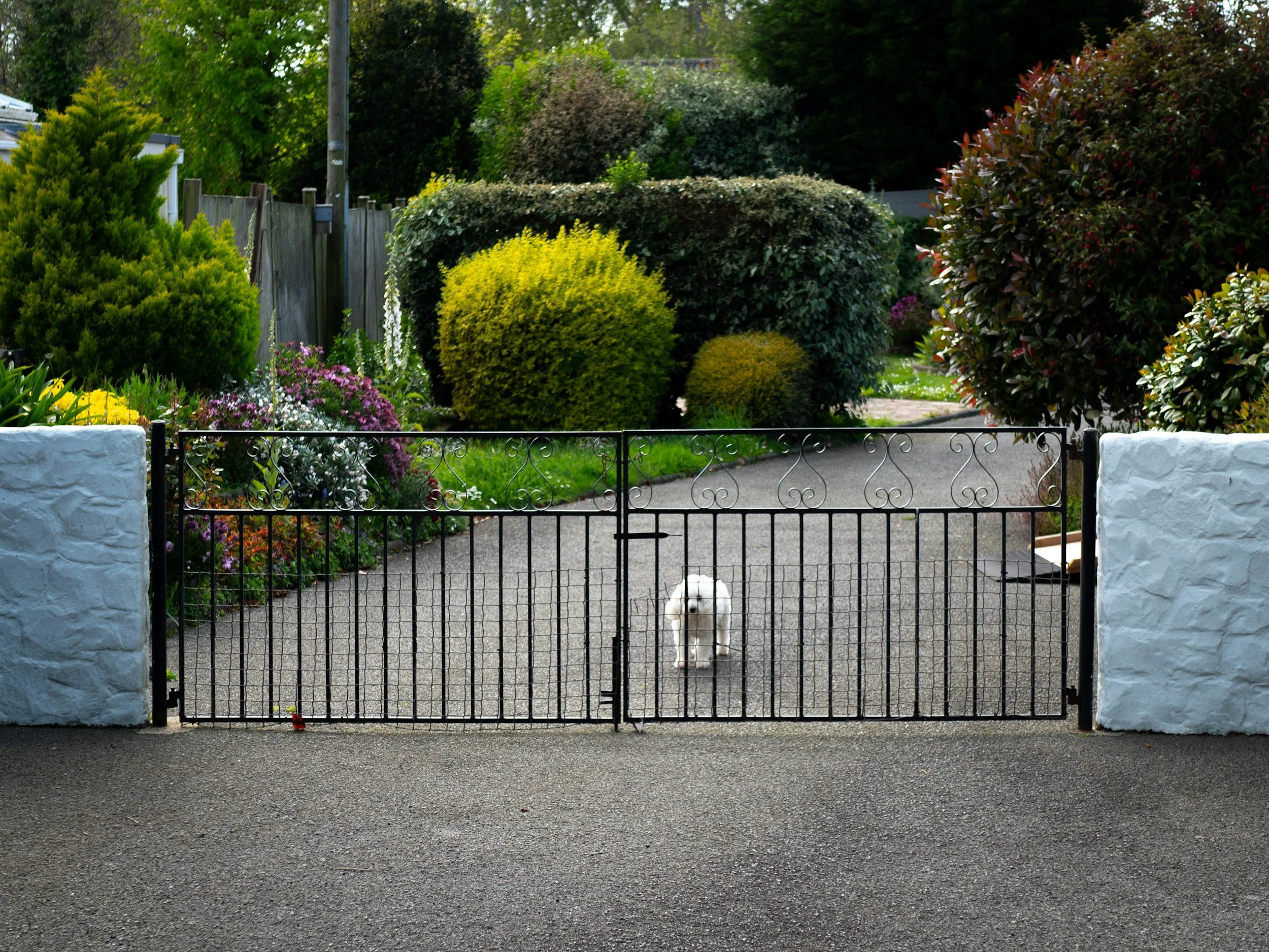 A small white puppy standing behind a black metal gate in front of a lush green garden with various plants and bushes.