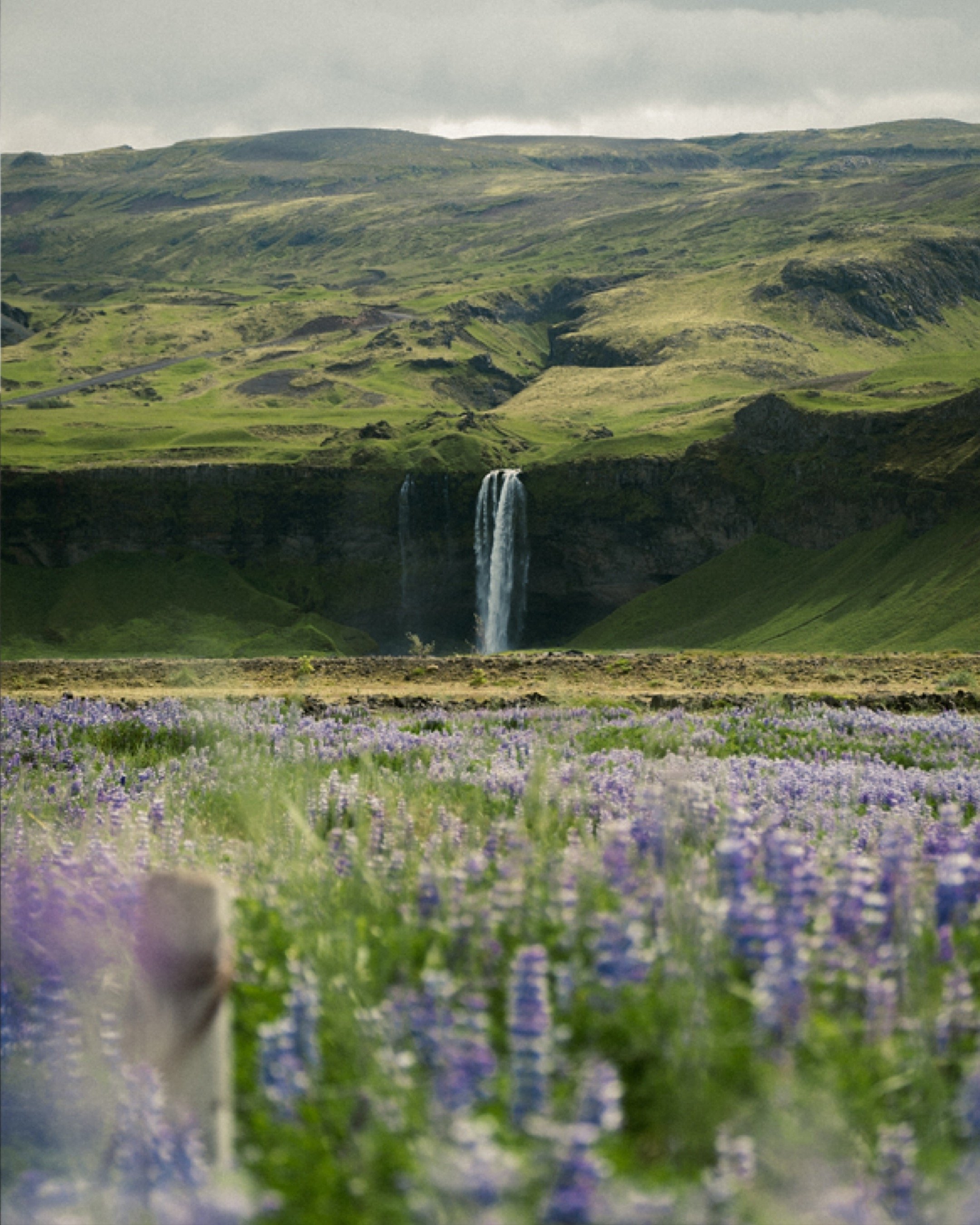 Landscape with green hills, a waterfall, and a field of purple flowers.