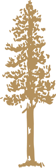 Silhouette of a tall pine tree with dense branches and foliage.
