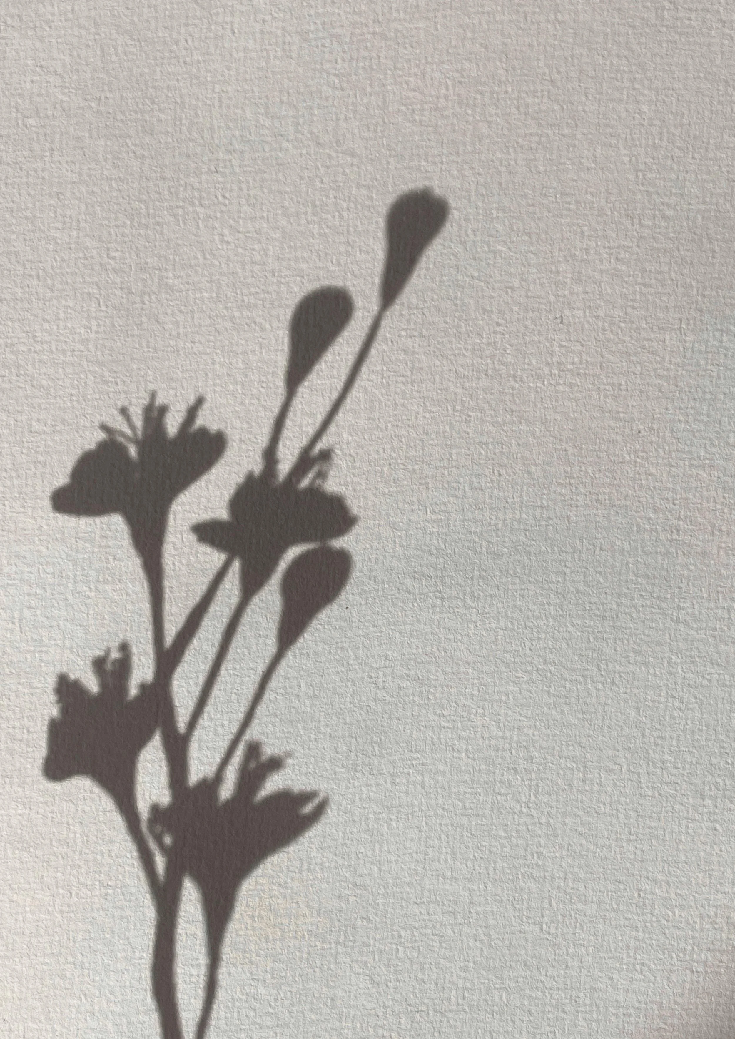 The shadow of a flower outside of a New Jersey home that The Birth Atelier is providing full spectrum doula support in.