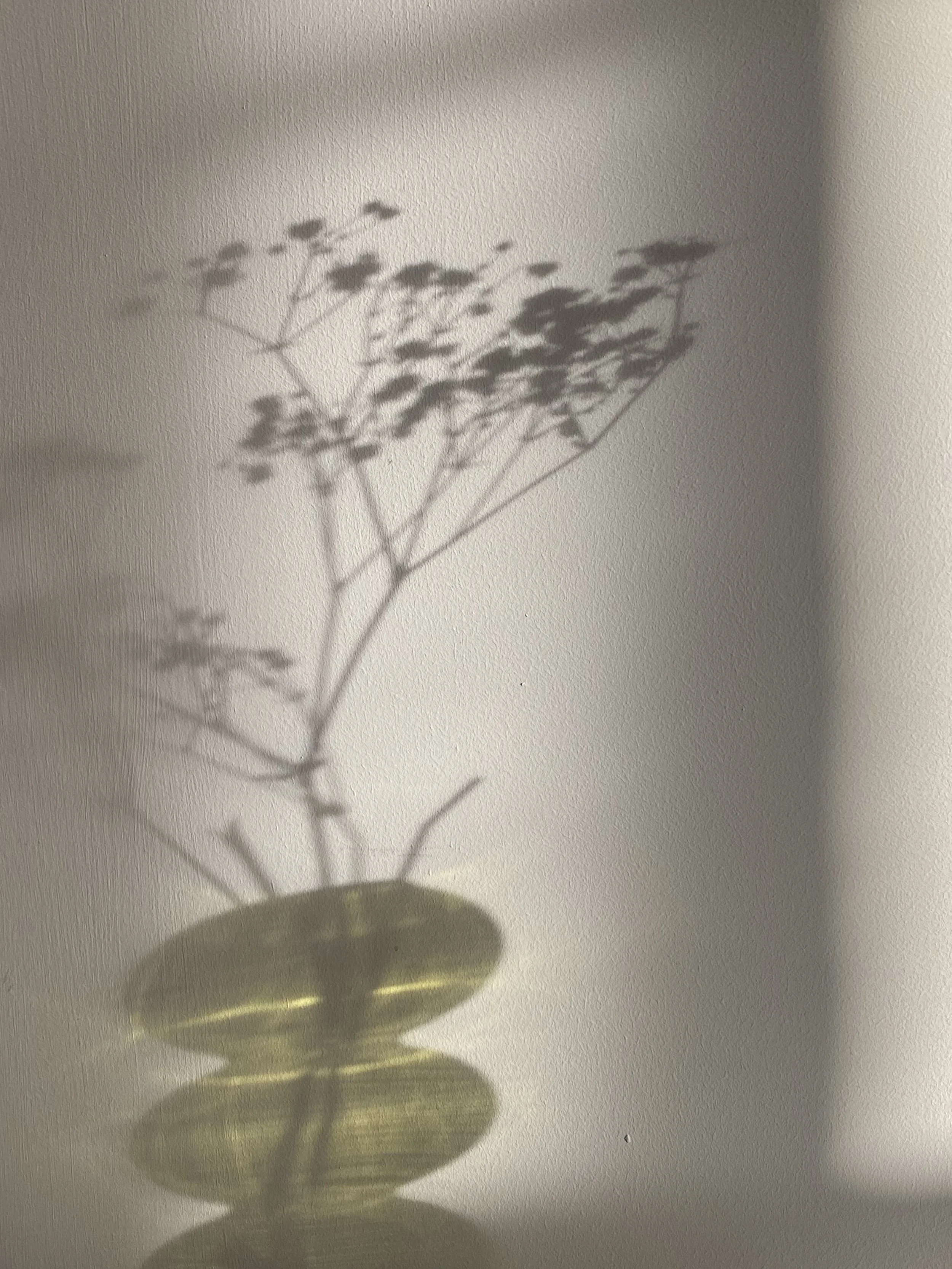 The shadow of a flower in a vase in a New Jersey home that Kirsten Vogt is providing full spectrum doula support in.