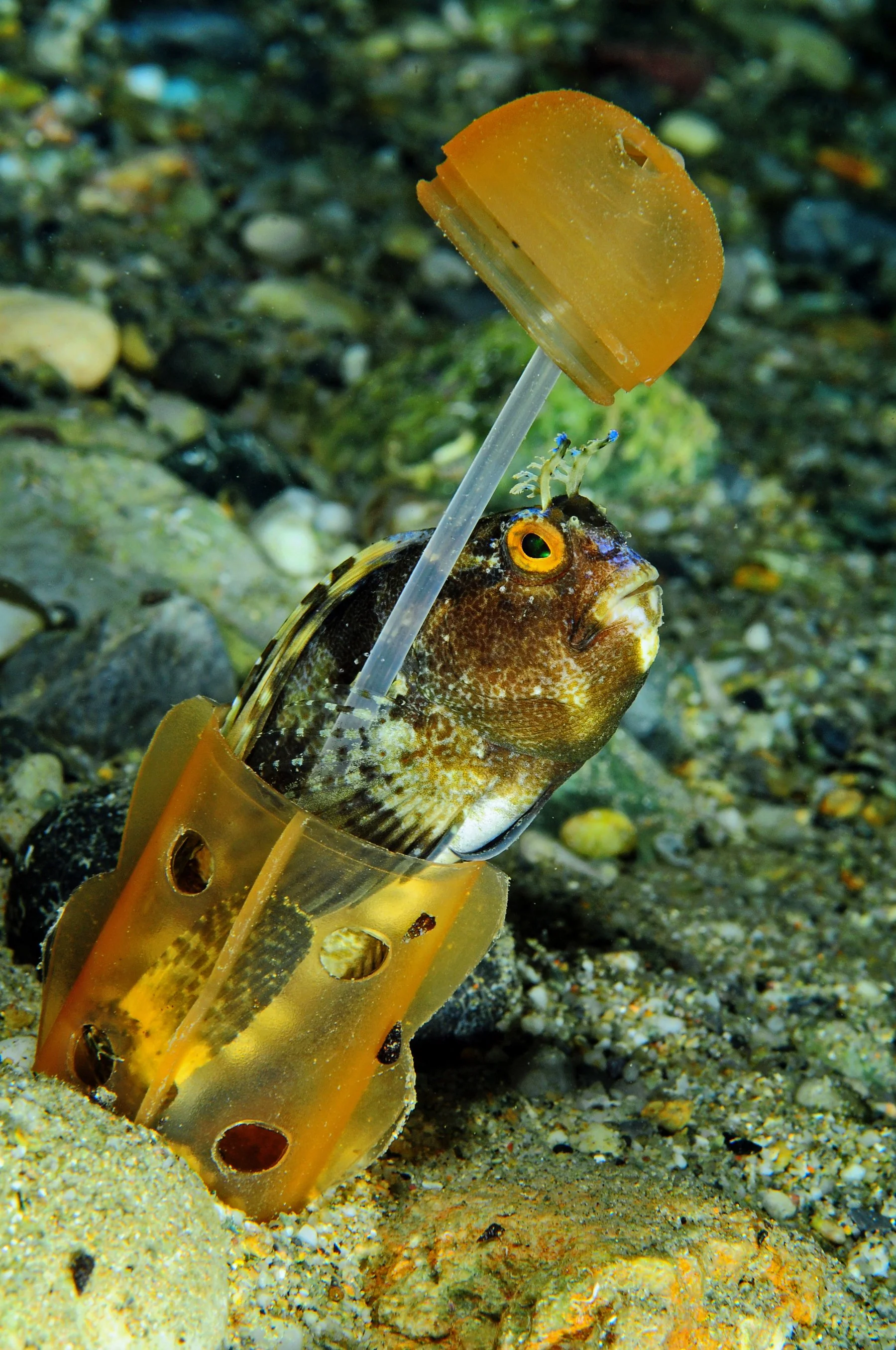 🐠 Il mare entra in classe