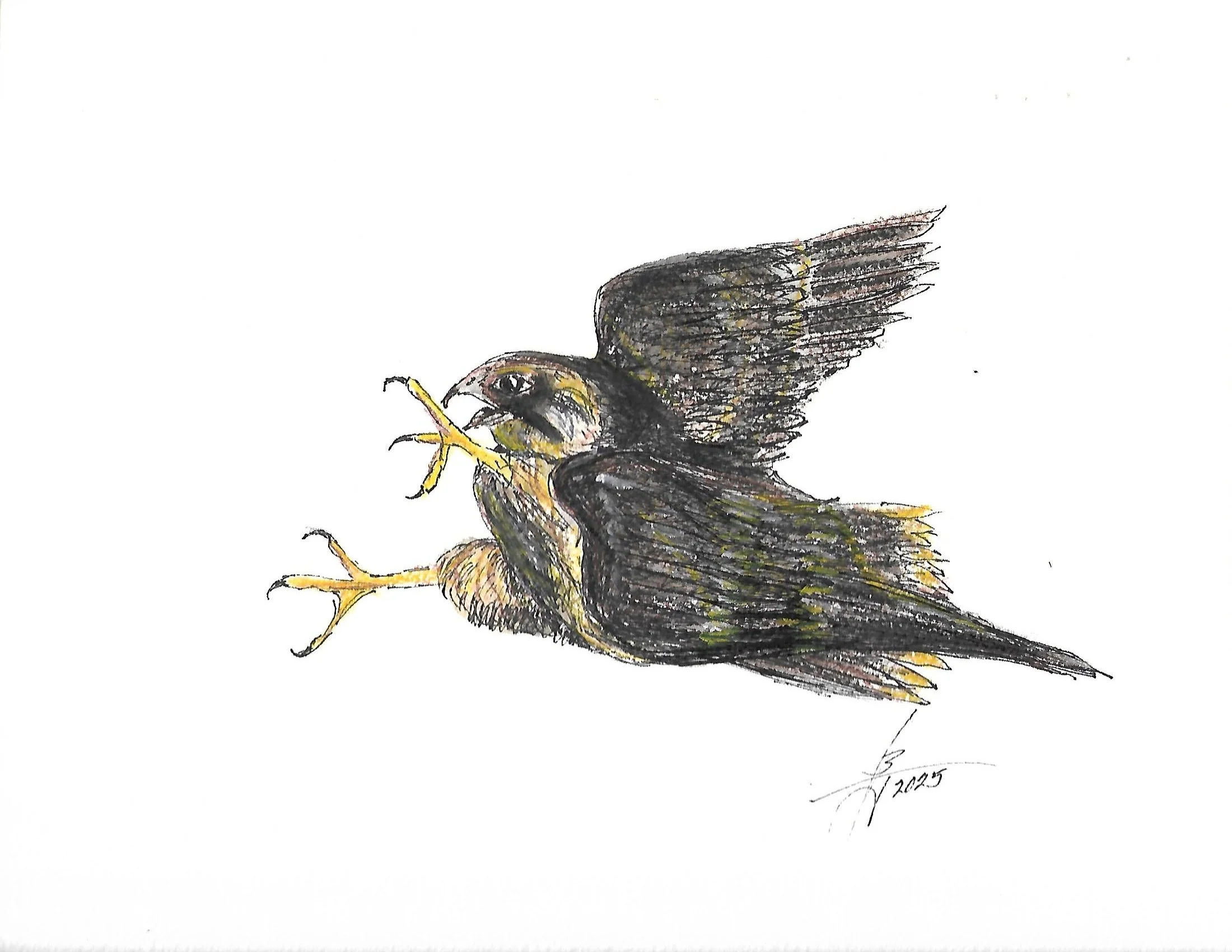 Scan.jpg Pen and Ink 9-6-25_0005.jpg