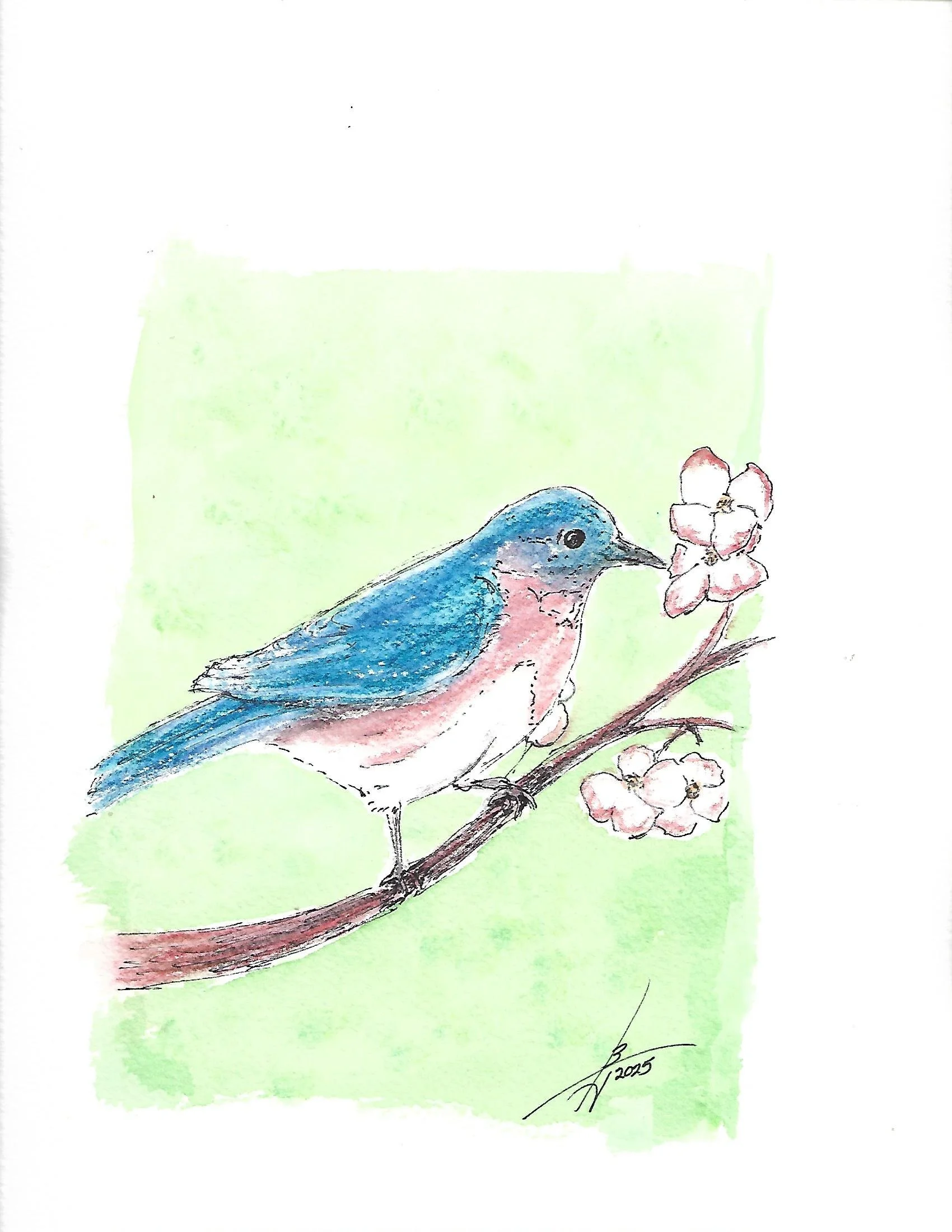 Blue Bird pen-ink watercolor.jpg