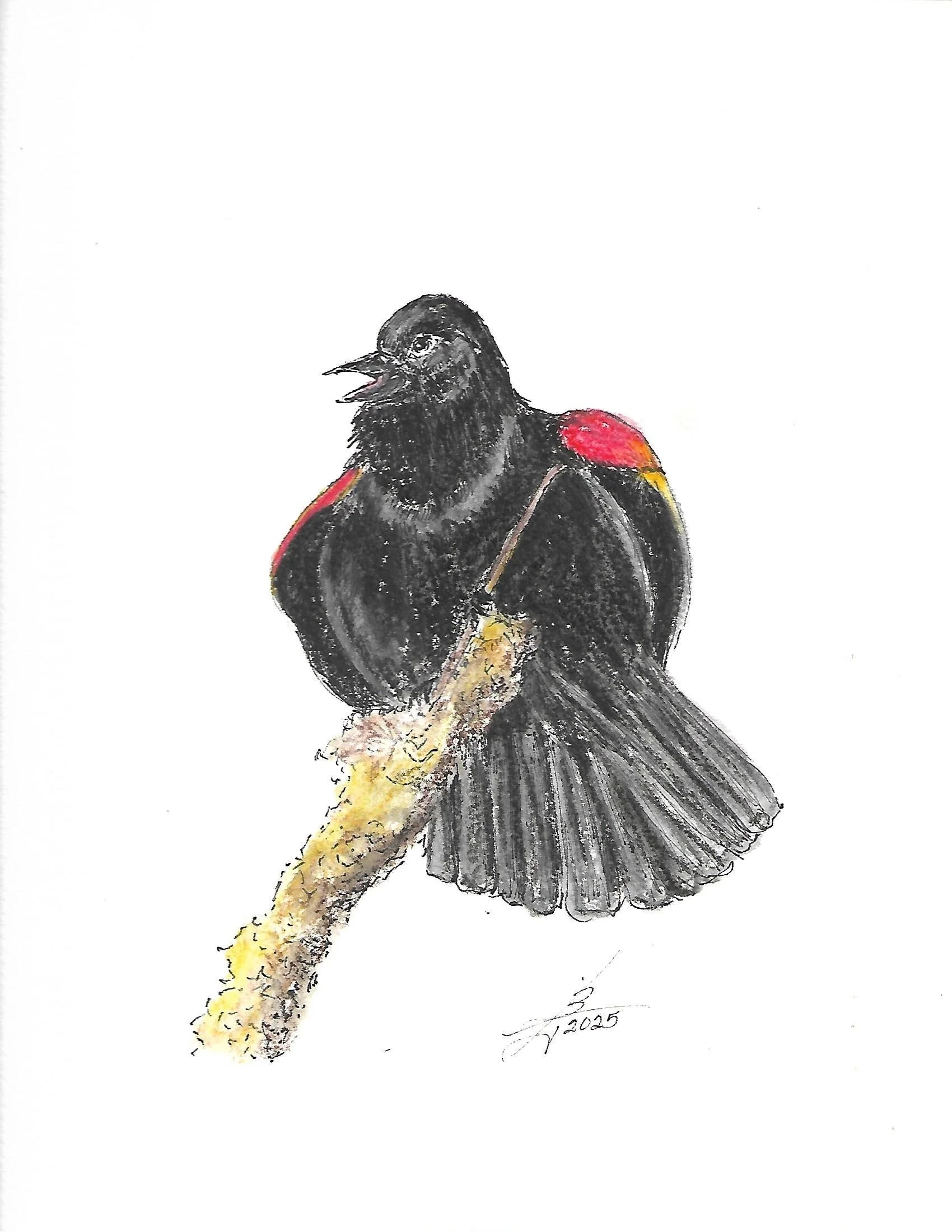 Scan.jpg Pen and Ink 9-6-25_0004.jpg