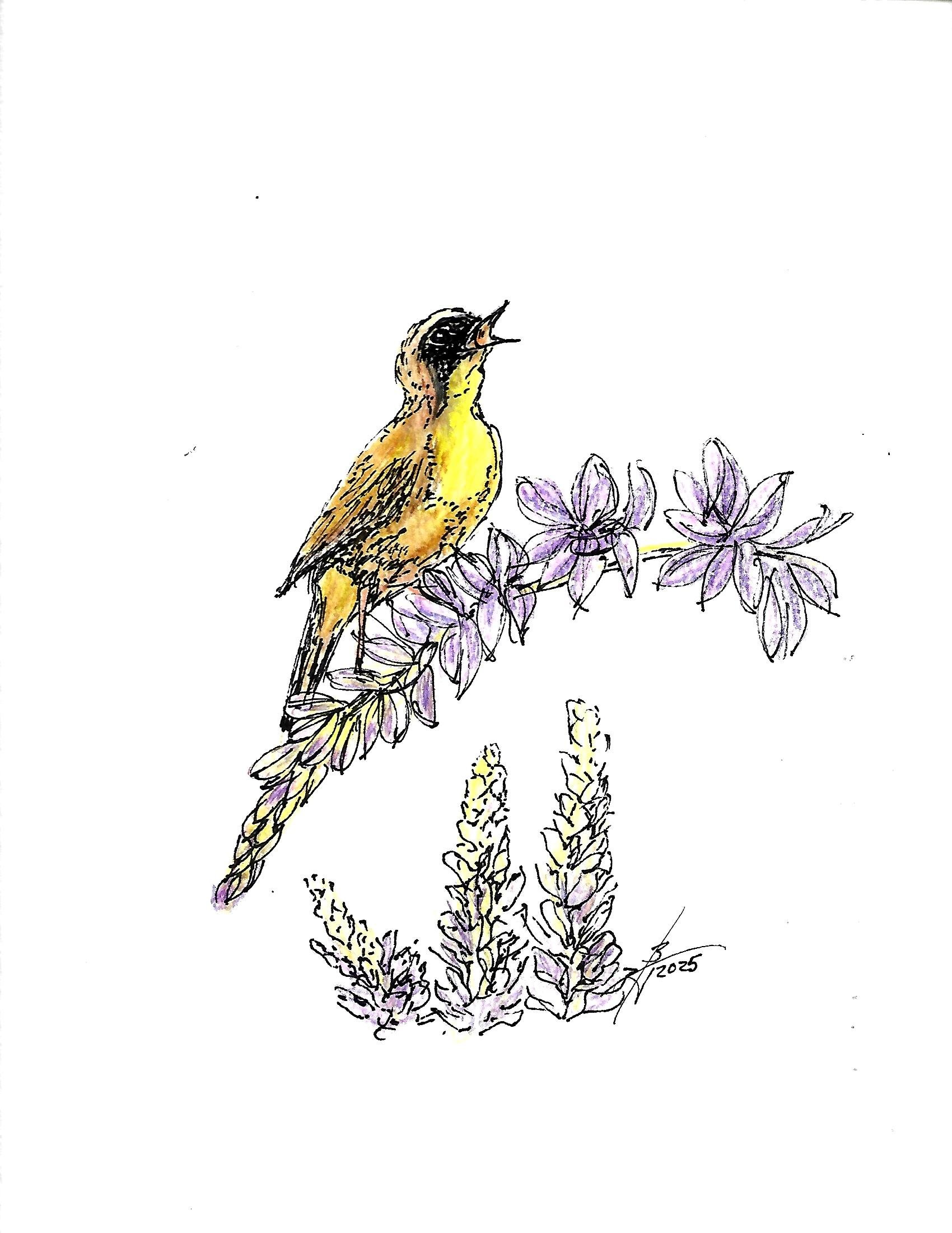 Scan.jpg 7 pen n ink birds_0004.jpg