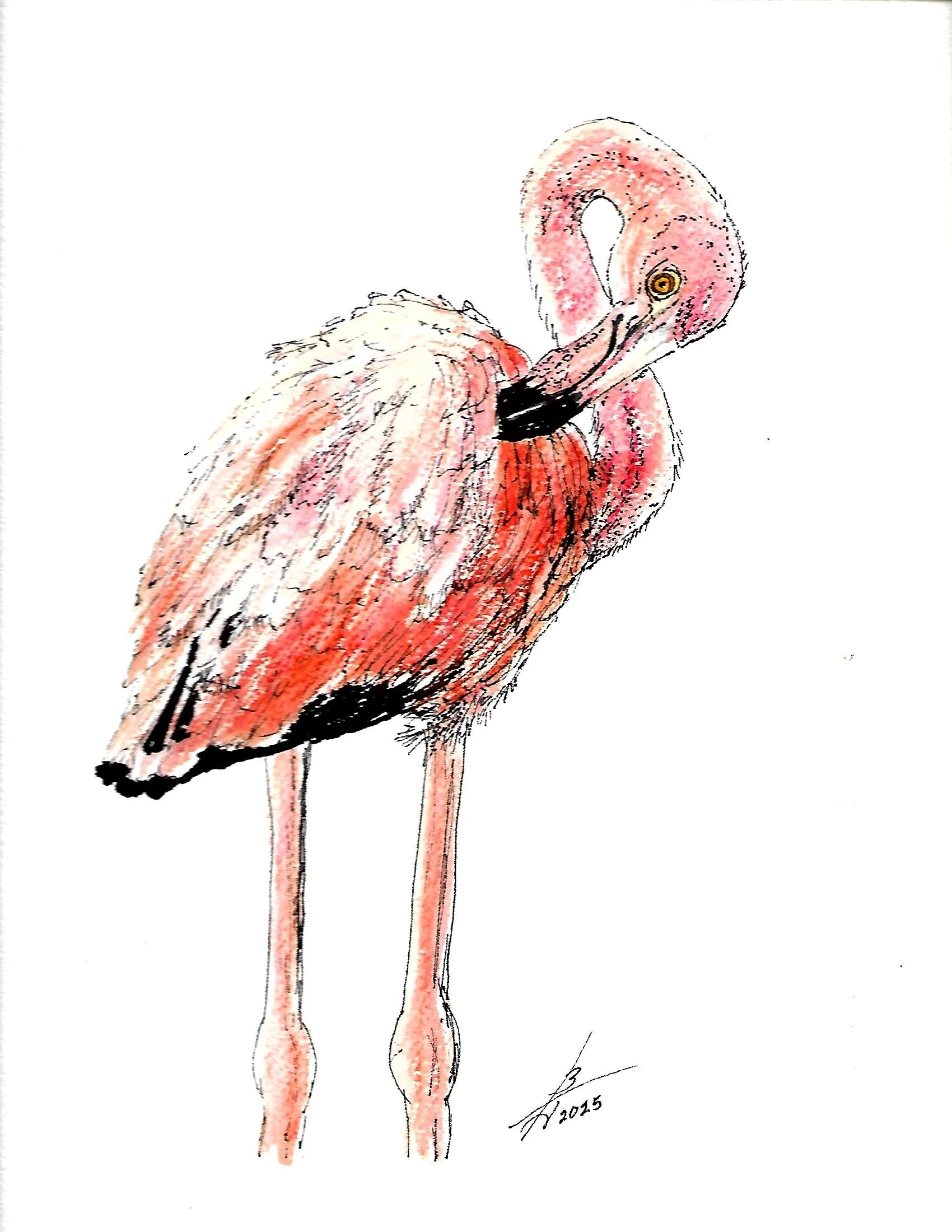 Scan.jpg 7 pen n ink birds_0005.jpg