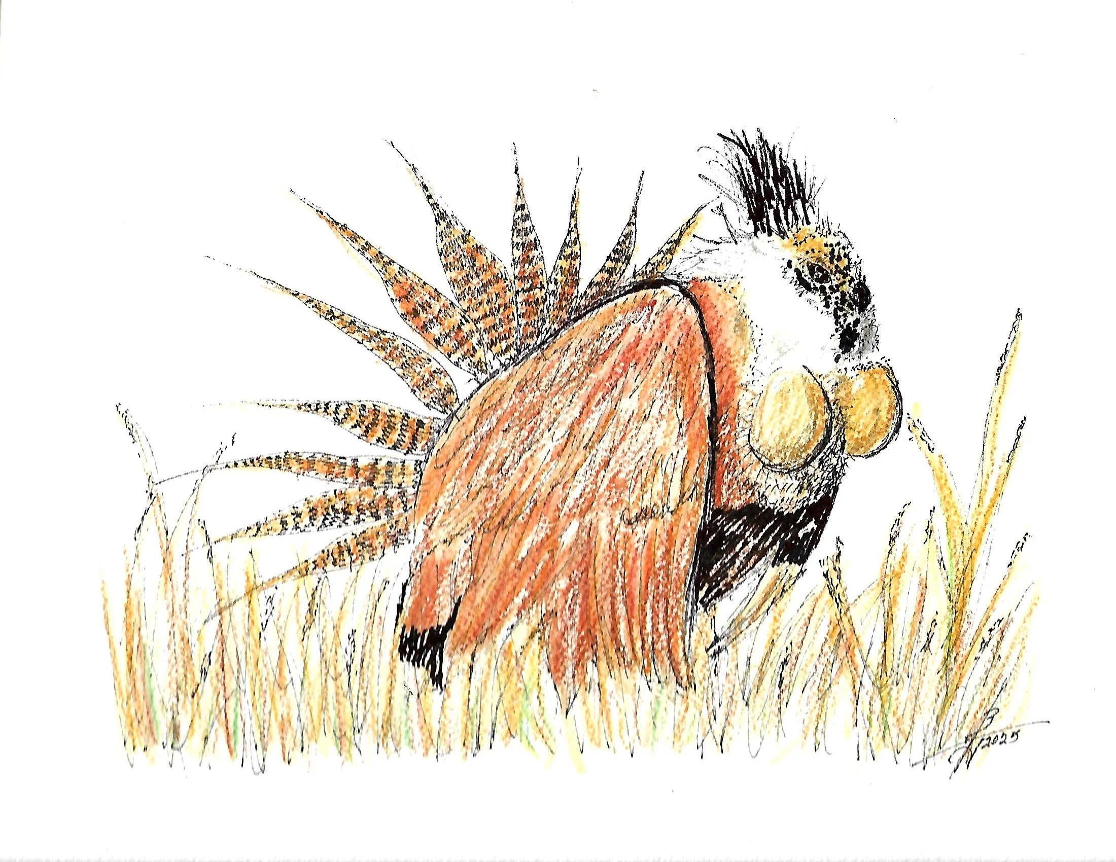 Scan.jpg 7 pen n ink birds_0007.jpg