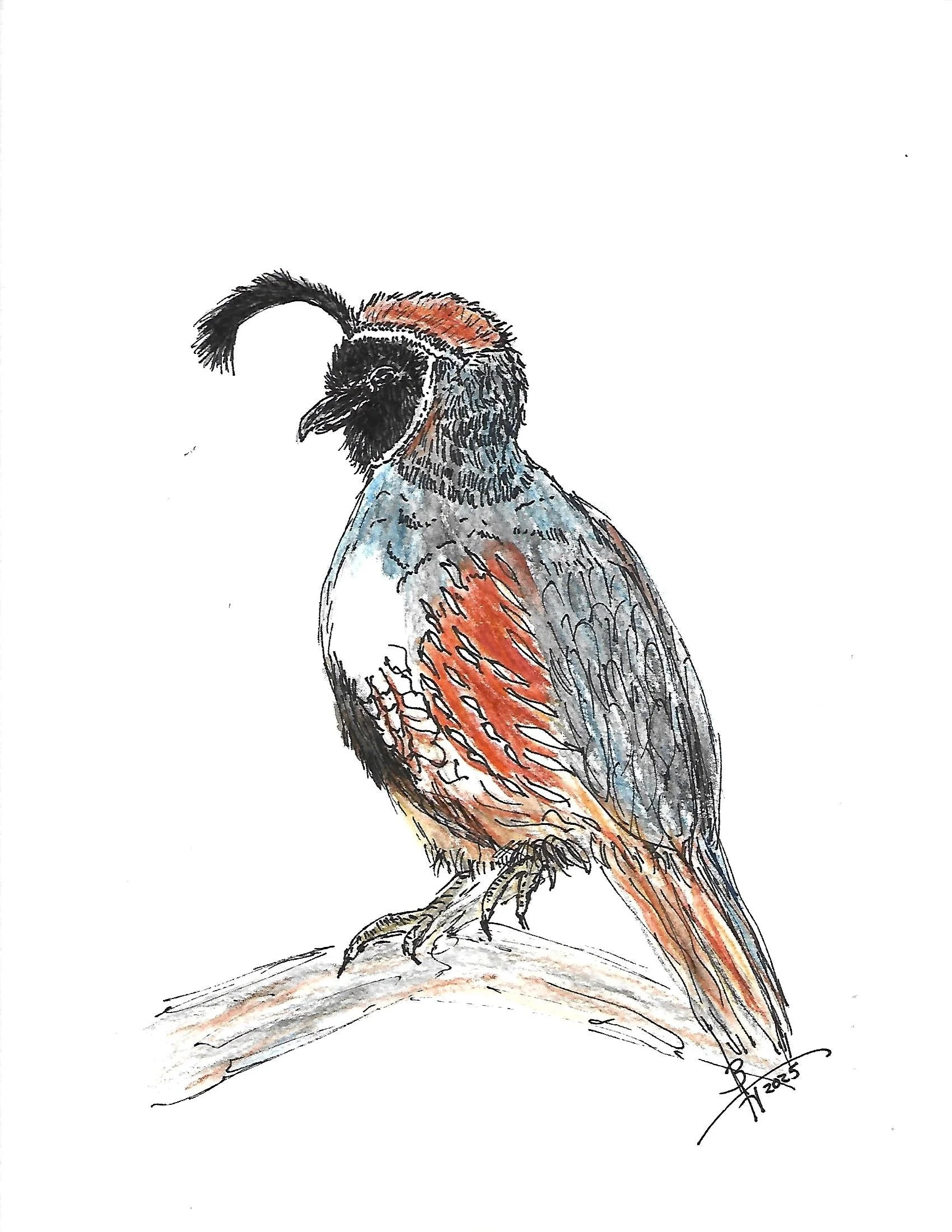 Scan.jpg 7 pen n ink birds_0001.jpg